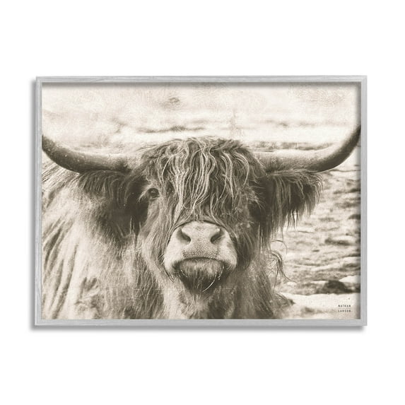 Stupell Industries Highland Cattle Cow Gazing Photography Photograph Gray Framed Art Print Wall Art, Design by Nathan Larson