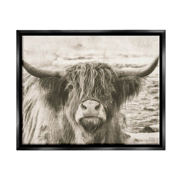 Stupell Industries Highland Cattle Cow Gazing Photography Photograph Jet Black Floating Framed Canvas Print Wall Art, Design by Nathan Larson