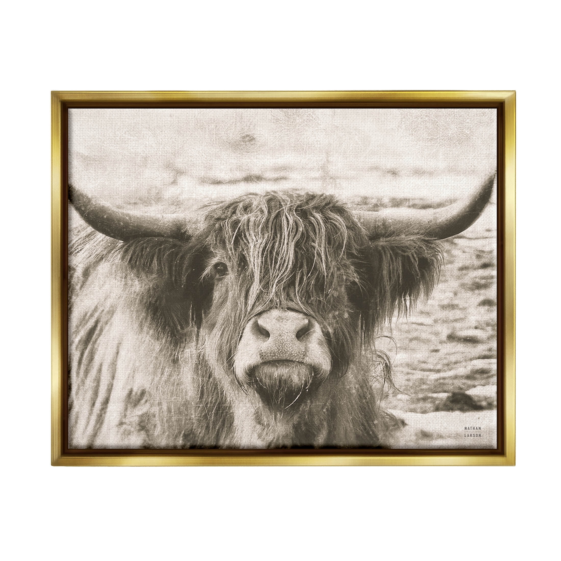 Stupell Industries Highland Cattle Cow Gazing Photography Photograph Metallic Gold Floating Framed Canvas Print Wall Art, Design by Nathan Larson