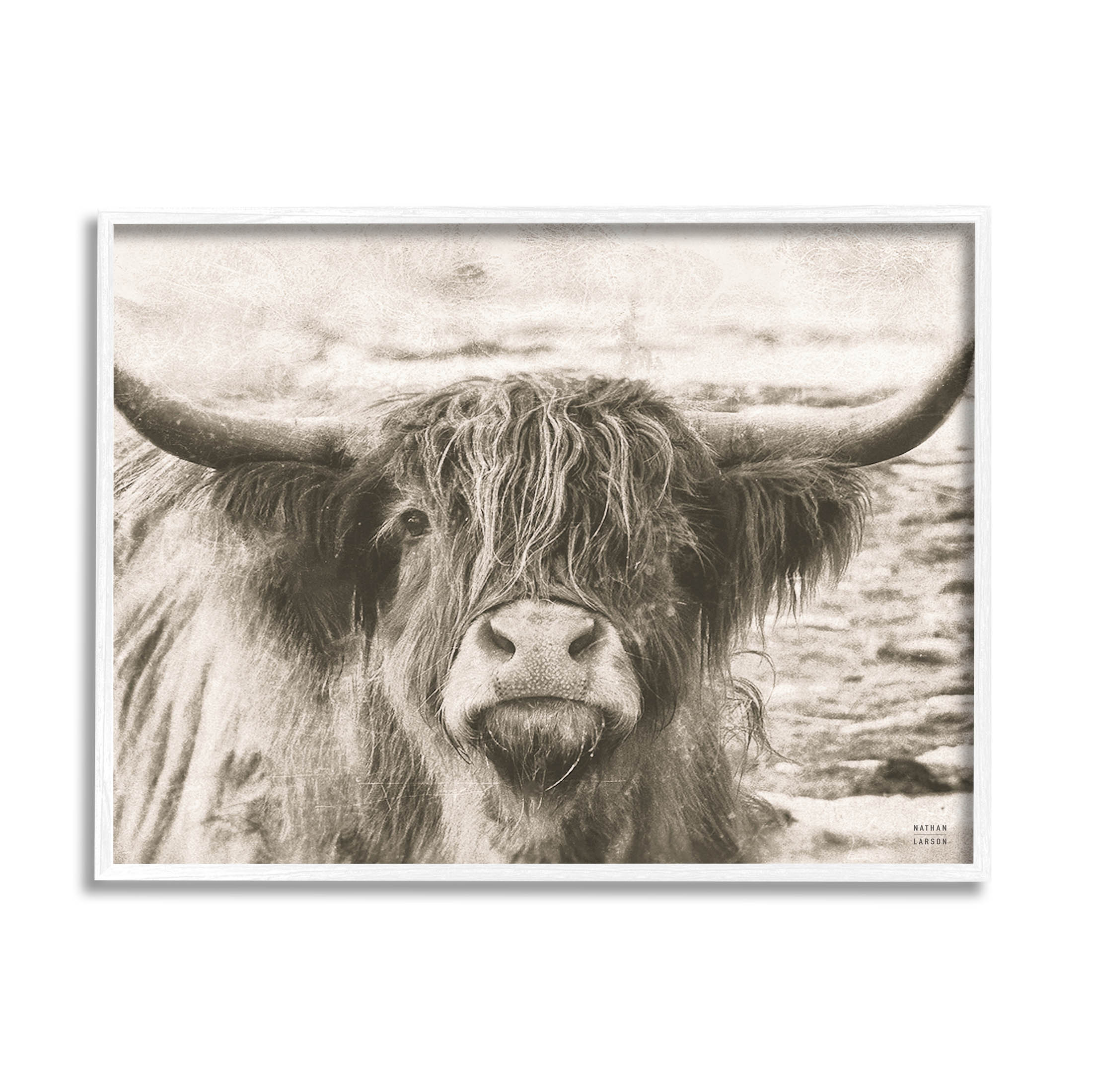 Stupell Industries Highland Cattle Cow Gazing Photography Photograph White Framed Art Print Wall Art, Design by Nathan Larson