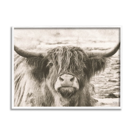 Stupell Industries Highland Cattle Cow Gazing Photography Photograph White Framed Art Print Wall Art, Design by Nathan Larson