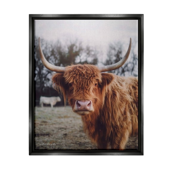 Stupell Industries Highland Cattle Cow Gazing Warm Sunny Portrait Photograph Jet Black Floating Framed Canvas Print Wall Art, Design by Dakota Diener