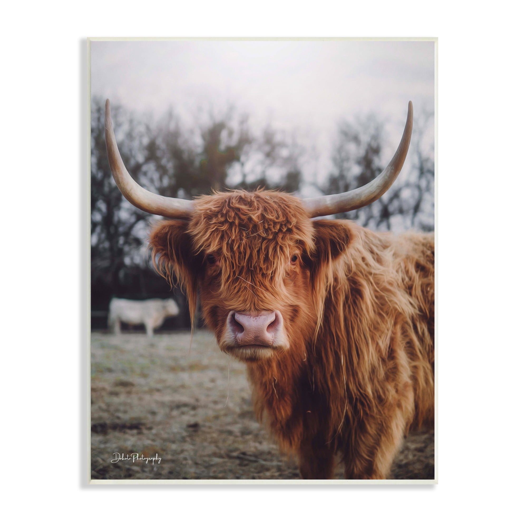 Stupell Industries Highland Cattle Cow Gazing Warm Sunny Portrait Photograph Unframed Art Print Wall Art, Design by Dakota Diener