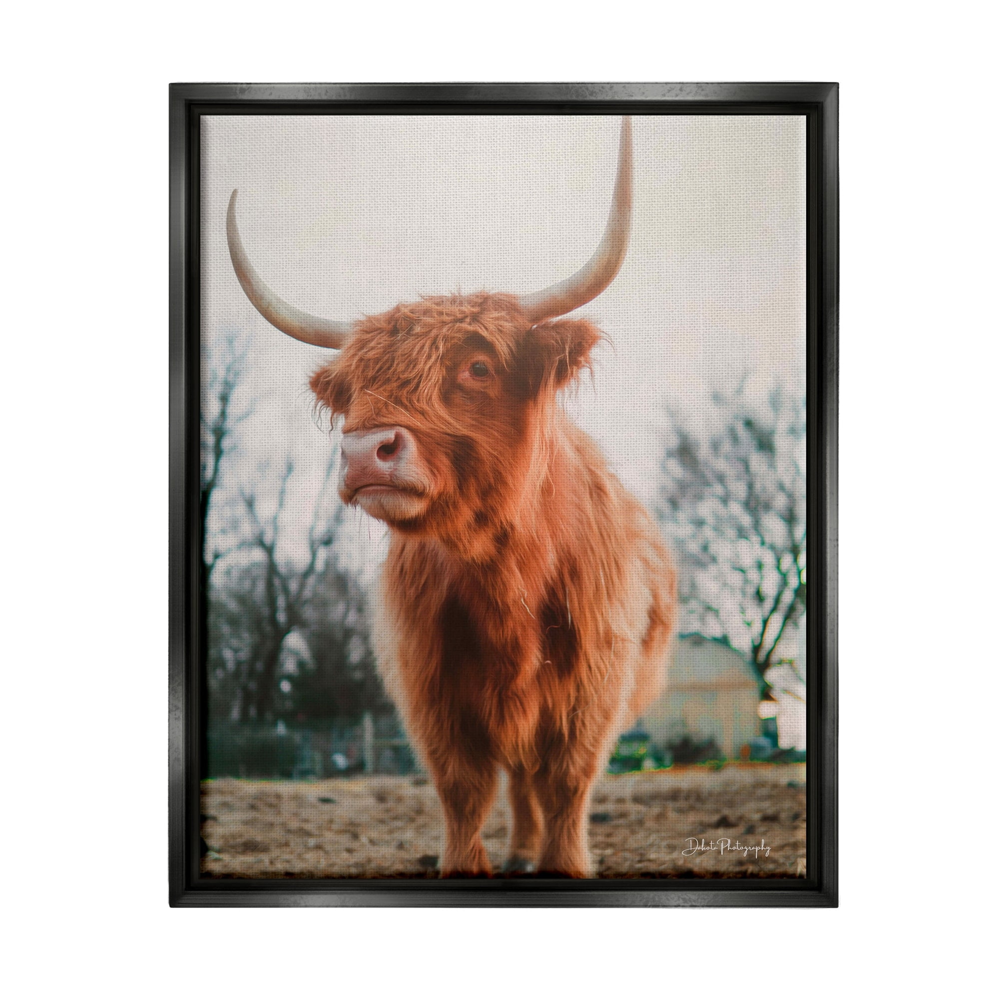 Stupell Industries Highland Cattle Cow Grazing Rural Farmland Sunlight Photograph Jet Black Floating Framed Canvas Print Wall Art, Design by Dakota Diener