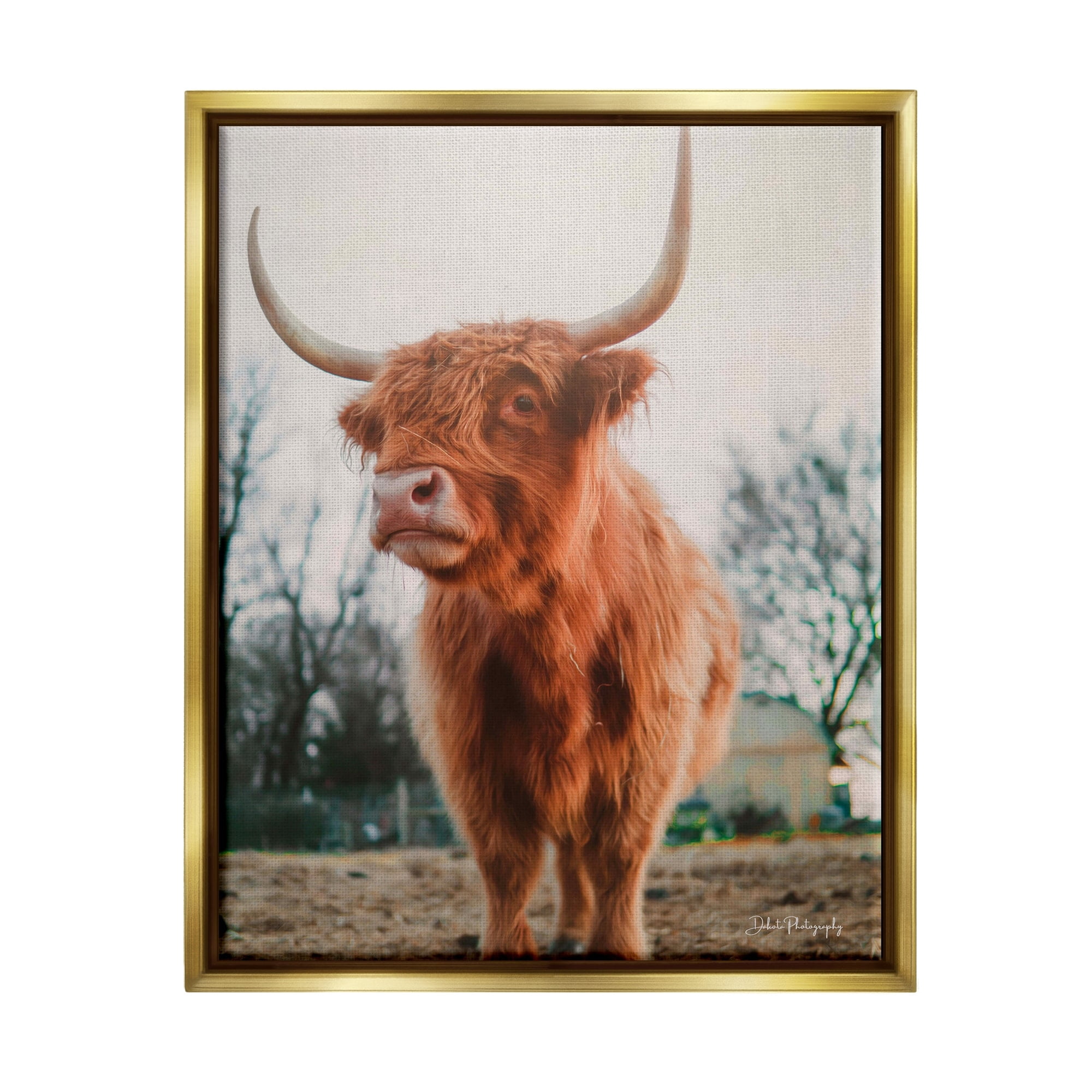 Stupell Industries Highland Cattle Cow Grazing Rural Farmland Sunlight Photograph Metallic Gold Floating Framed Canvas Print Wall Art, Design by Dakota Diener