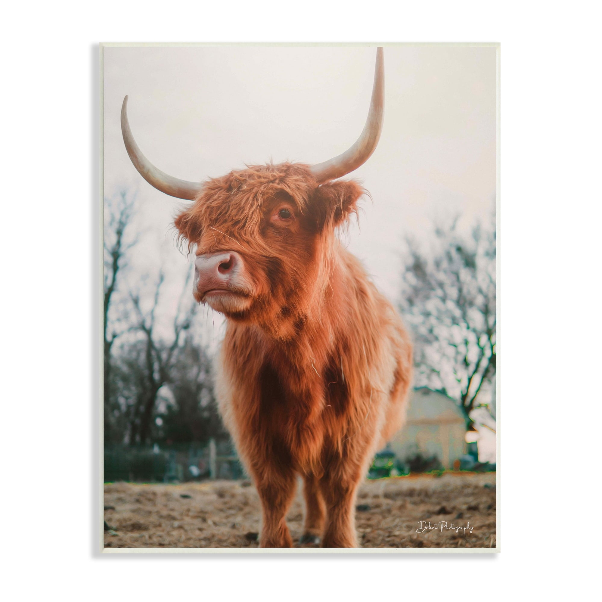 Stupell Industries Highland Cattle Cow Grazing Rural Farmland Sunlight Photograph Unframed Art Print Wall Art, Design by Dakota Diener