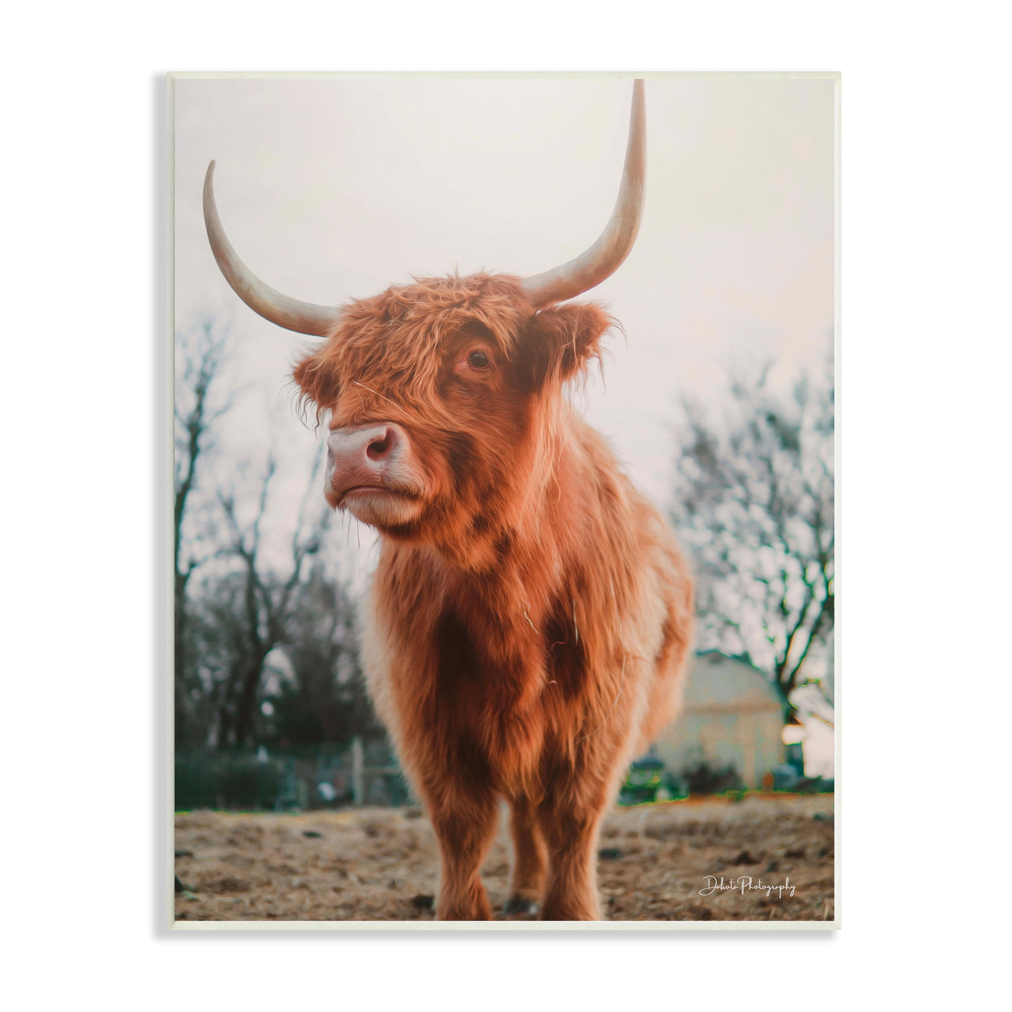 Stupell Industries Highland Cattle Cow Grazing Rural Farmland Sunlight Photograph Unframed Art Print Wall Art, Design by Dakota Diener