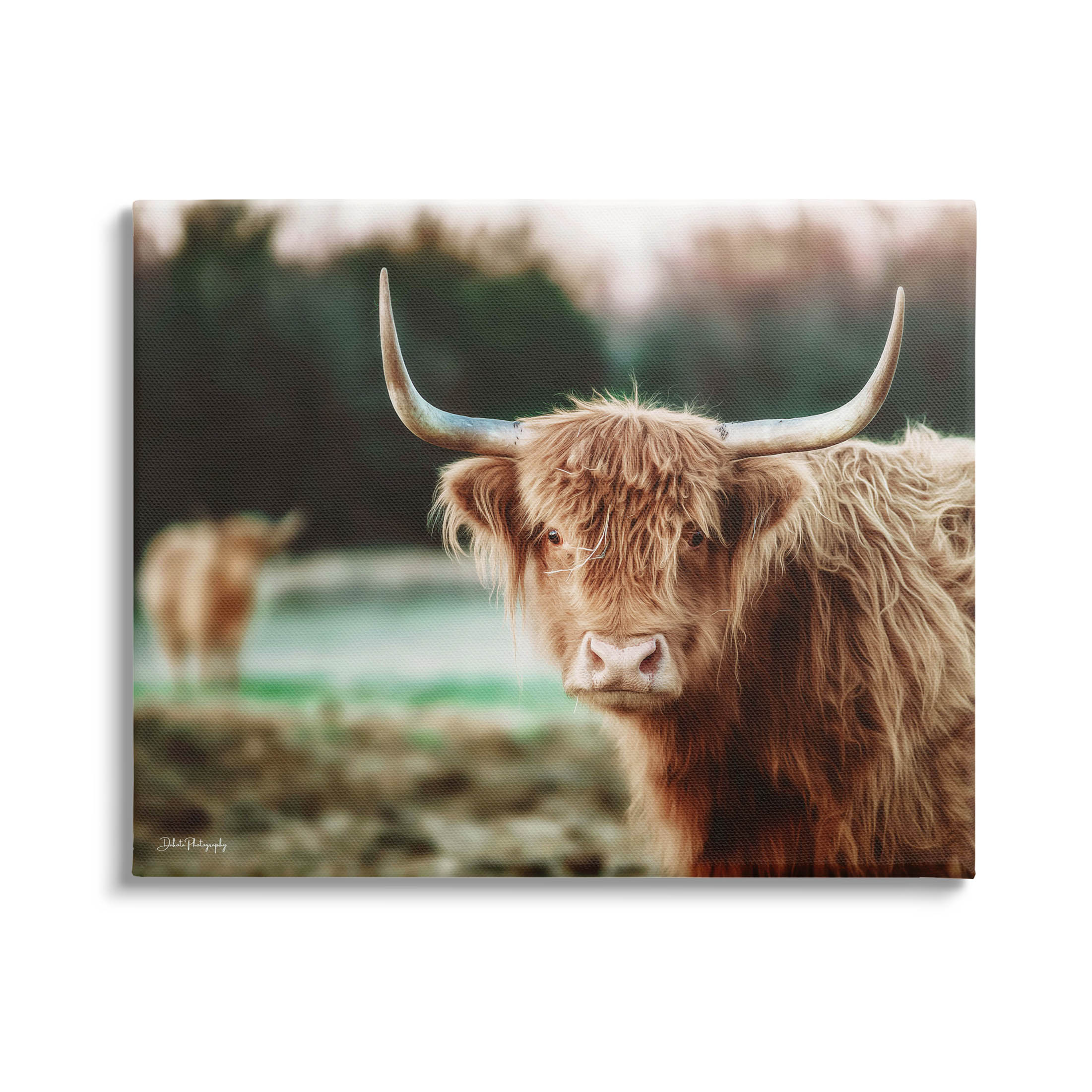 Stupell Industries Highland Cattle Gazing Photography Photograph Gallery Wrapped Canvas Print Wall Art, Design by Dakota Diener