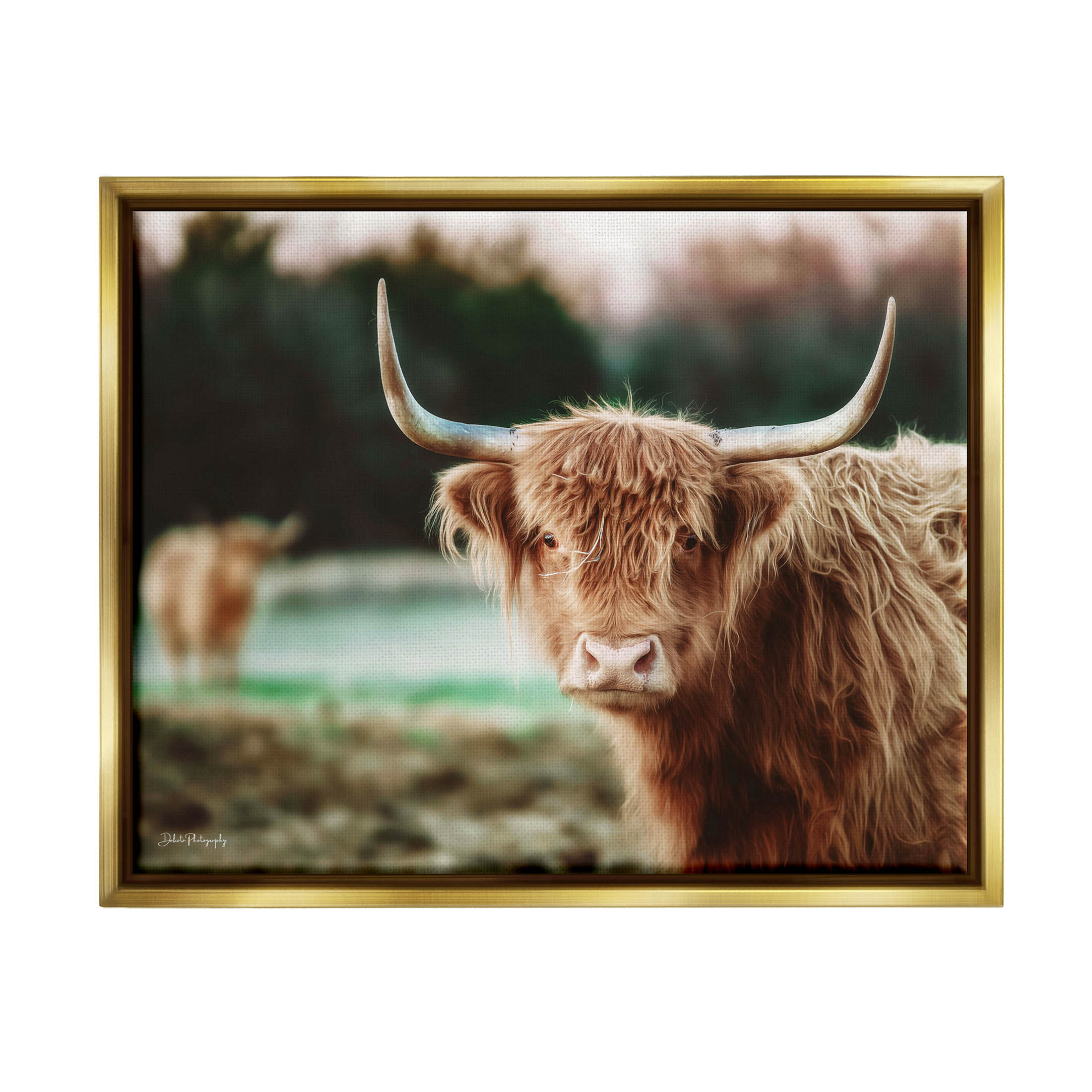 Stupell Industries Highland Cattle Gazing Photography Photograph Metallic Gold Floating Framed Canvas Print Wall Art, Design by Dakota Diener