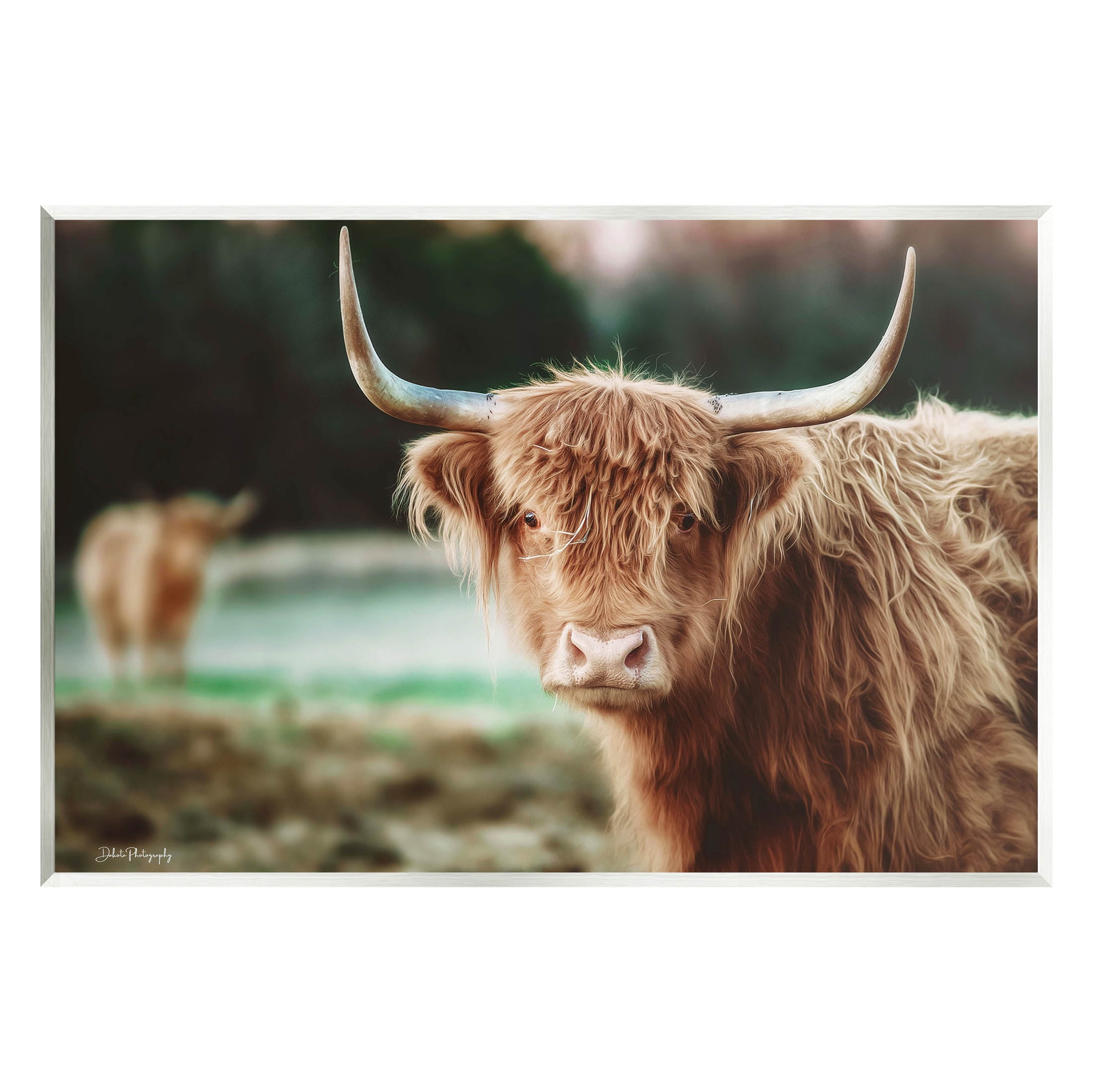 Stupell Industries Highland Cattle Gazing Photography Photograph Unframed Art Print Wall Art, Design by Dakota Diener