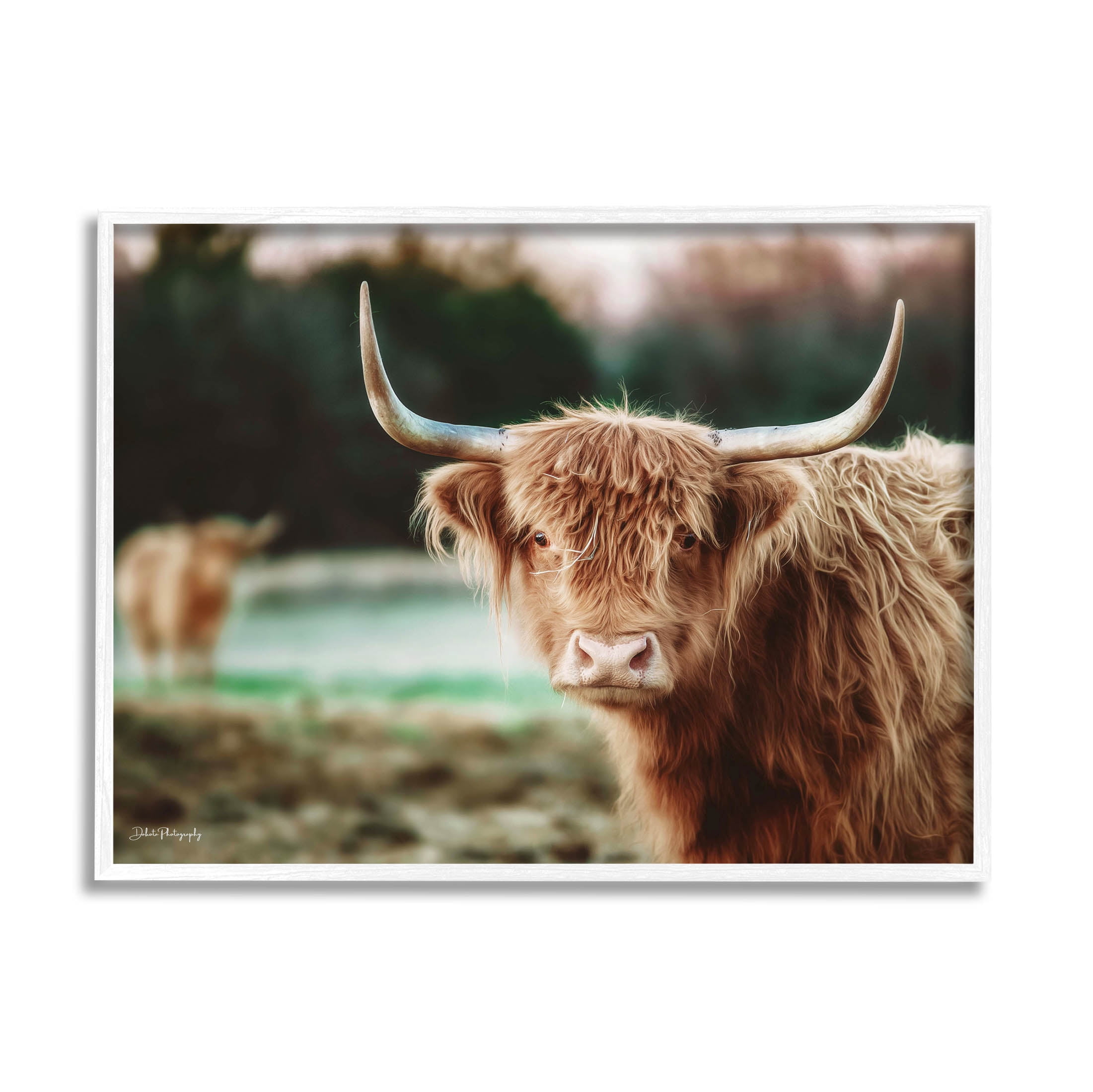 Stupell Industries Highland Cattle Gazing Photography Photograph White Framed Art Print Wall Art, Design by Dakota Diener