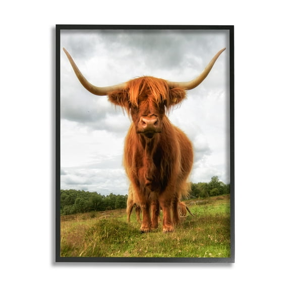 Stupell Industries Highland Cattle Long Horns Grazing Farm Ranch Photograph Black Framed Art Print Wall Art, Design by James Dobson