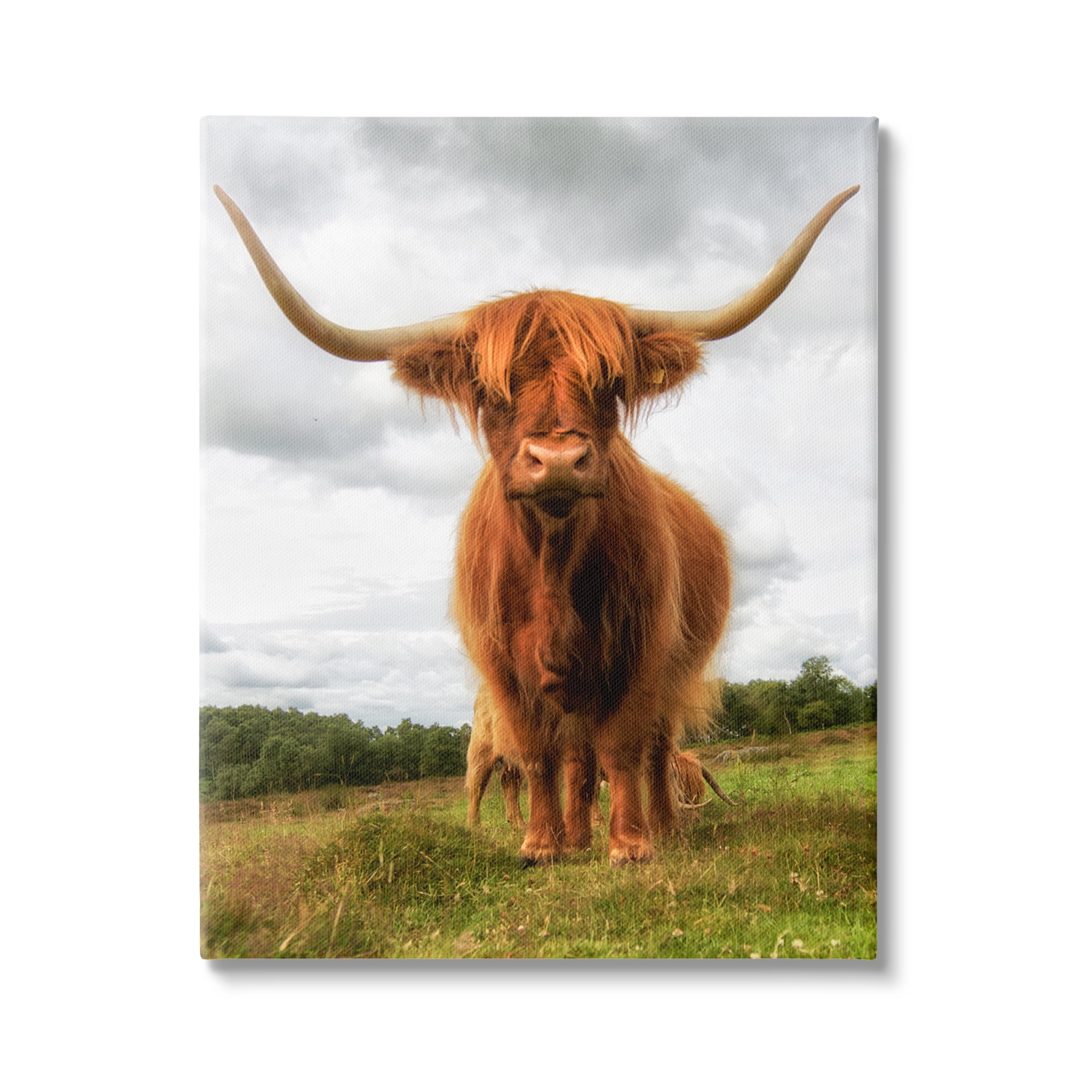Stupell Industries Highland Cattle Long Horns Grazing Farm Ranch Photograph Gallery Wrapped Canvas Print Wall Art, Design by James Dobson