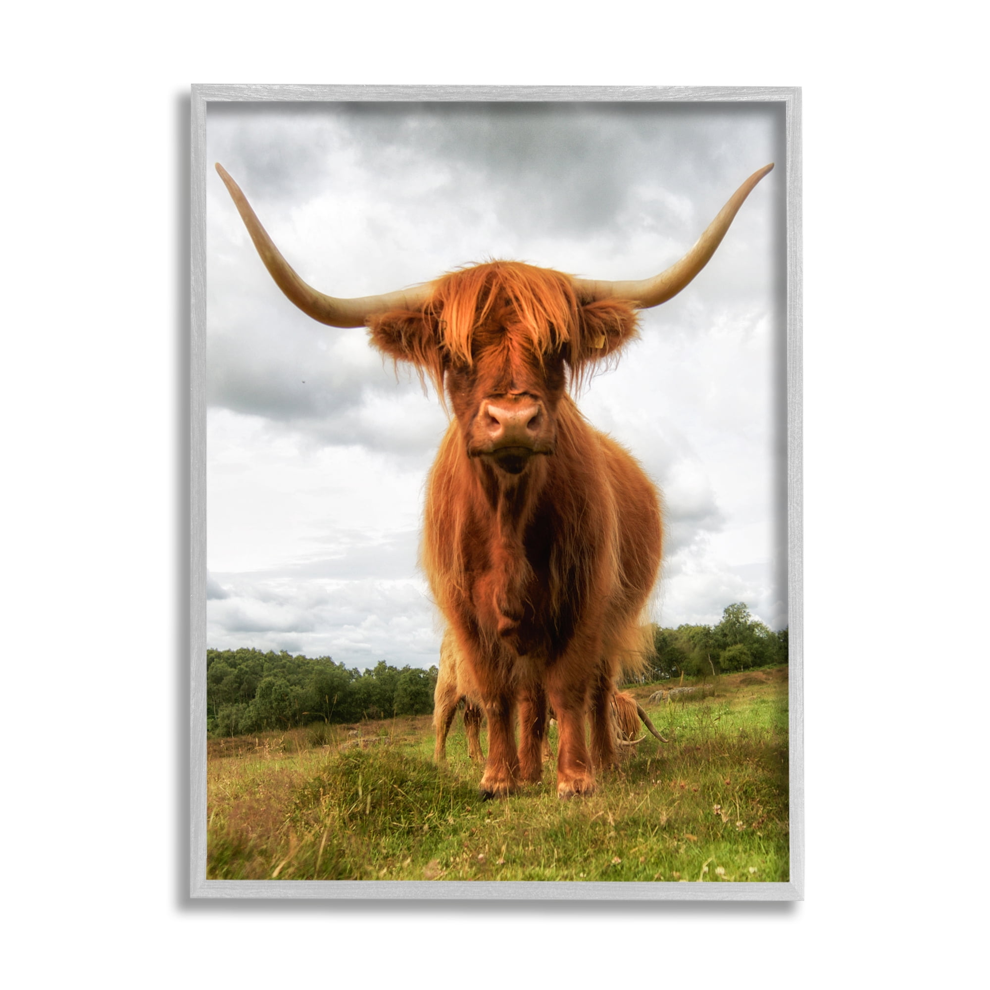 Stupell Industries Highland Cattle Long Horns Grazing Farm Ranch Photograph Gray Framed Art Print Wall Art, Design by James Dobson