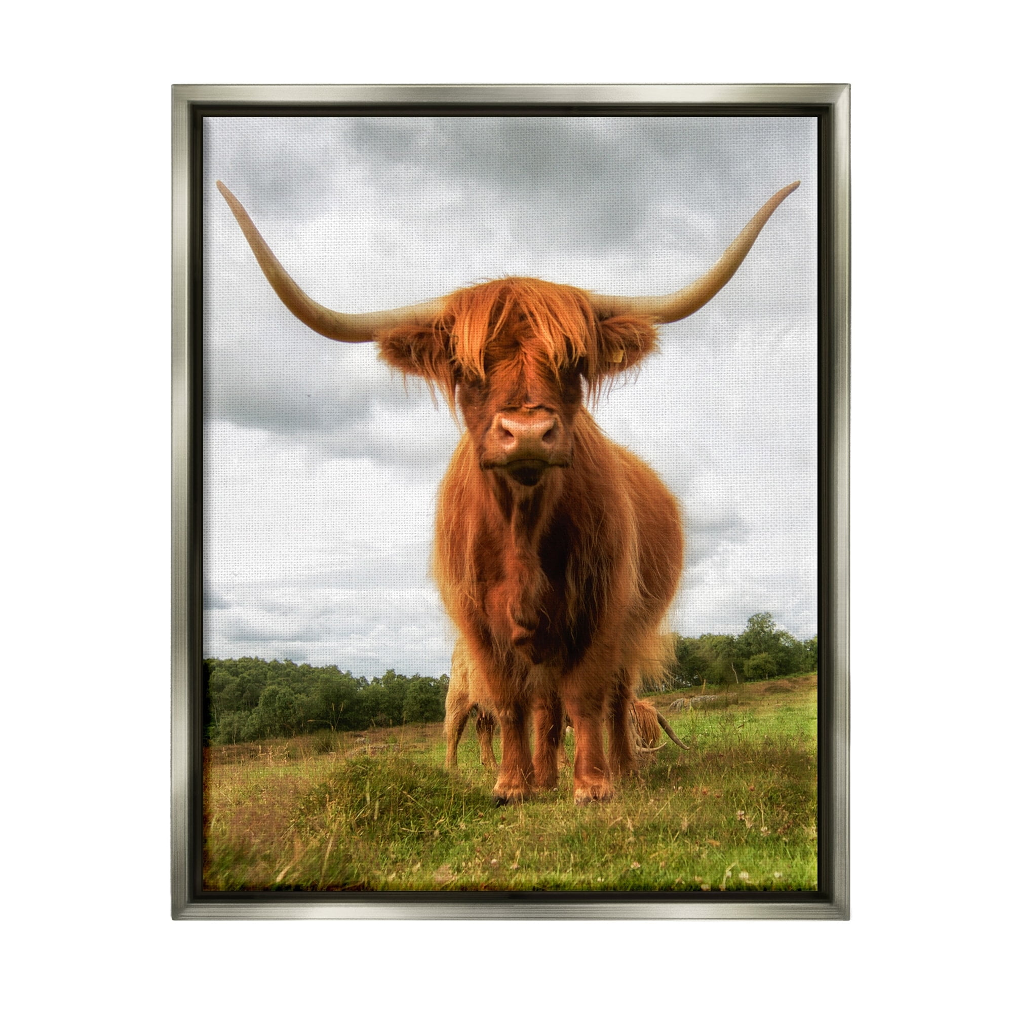Stupell Industries Highland Cattle Long Horns Grazing Farm Ranch Photograph Luster Gray Floating Framed Canvas Print Wall Art, Design by James Dobson