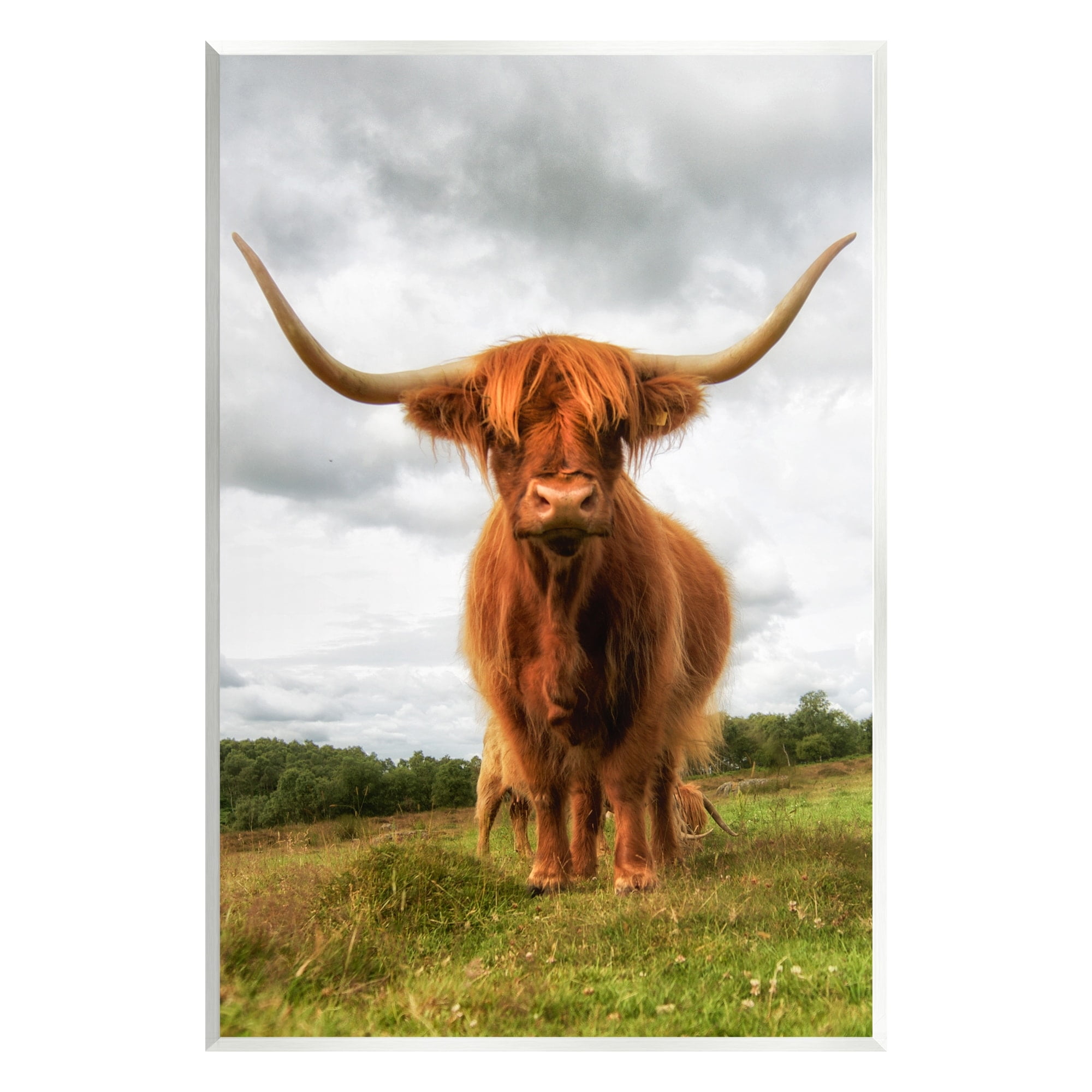 Stupell Industries Highland Cattle Long Horns Grazing Farm Ranch Photograph Unframed Art Print Wall Art, Design by James Dobson