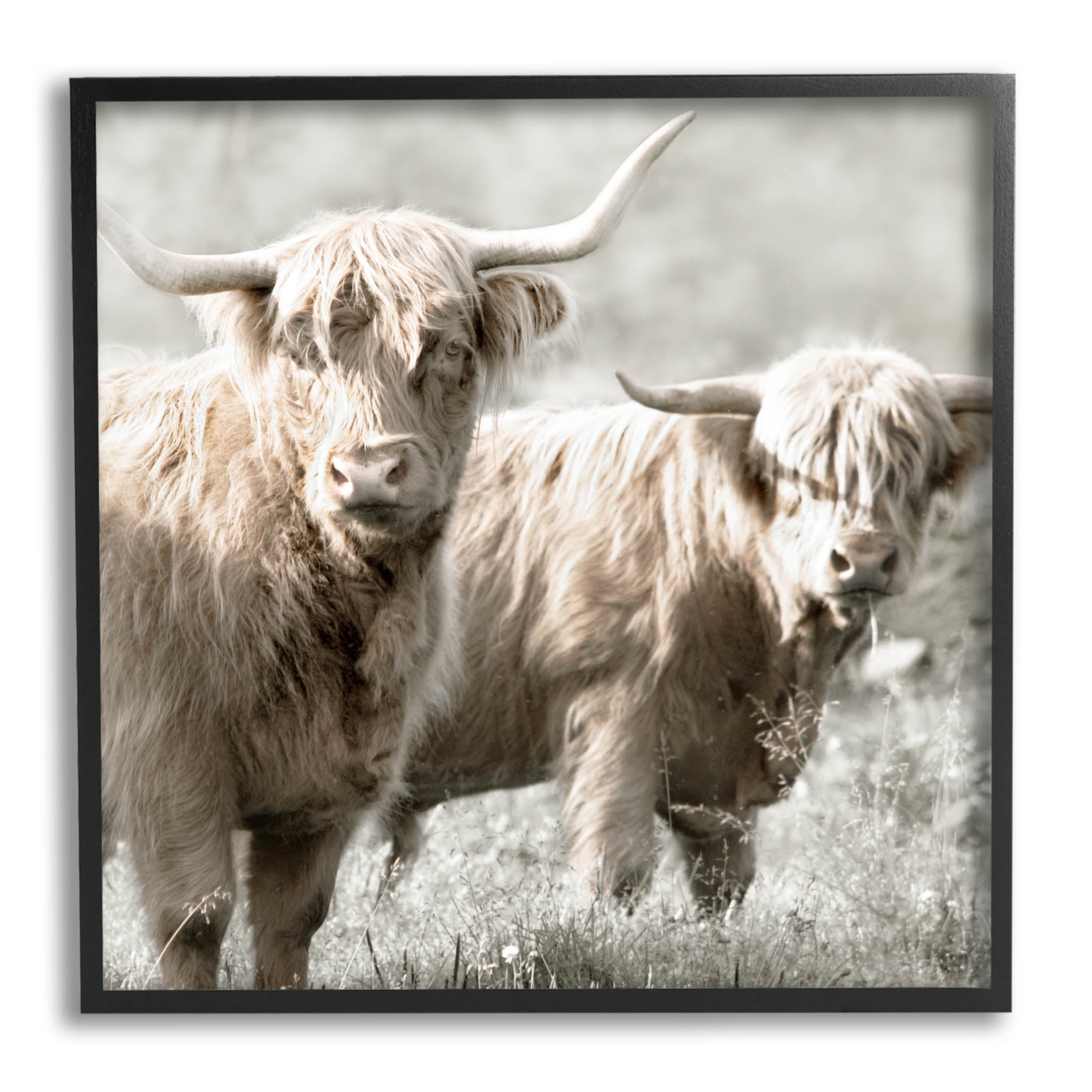 Highland Cattle Pair Black Framed 12" x 12" Art Print