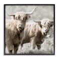 thumbnail image 1 of Stupell Industries Traditional Highland Cattle Pair Grazing Black Framed Giclee Art, 12 x 12, by Danita Delimont, 1 of 7