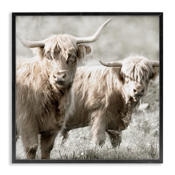 Stupell Industries Traditional Highland Cattle Pair Grazing Black Framed Giclee Art, 12 x 12, by Danita Delimont