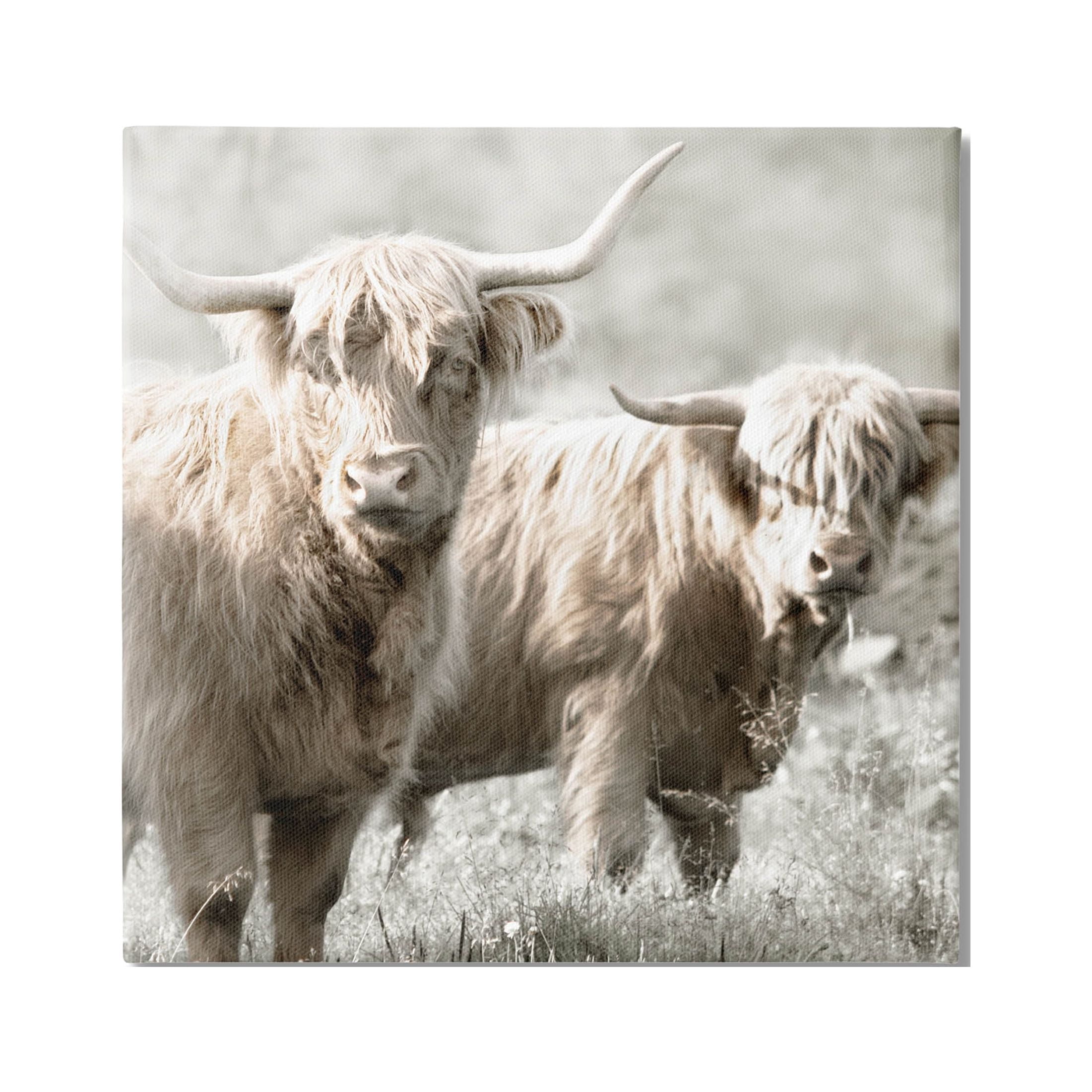 Stupell Industries Highland Cattle Pair Grazing Photograph Gallery Wrapped Canvas Print Wall Art, Design by Danita Delimont