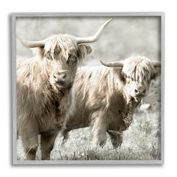 Stupell Industries Highland Cattle Pair Grazing Photograph Gray Framed Art Print Wall Art, Design by Danita Delimont