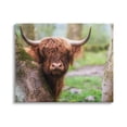 thumbnail image 1 of Stupell Industries Highland Cattle Peering Between Trees Lush Nature Scene Photograph Gallery Wrapped Canvas Print Wall Art, Design by James Dobson, 1 of 5