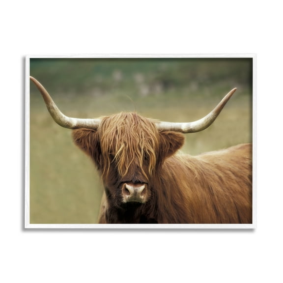 Stupell Industries Highland Cattle Shaggy Hair Country Animal Portrait Photography, 14 x 11, Design by Danita Delimont