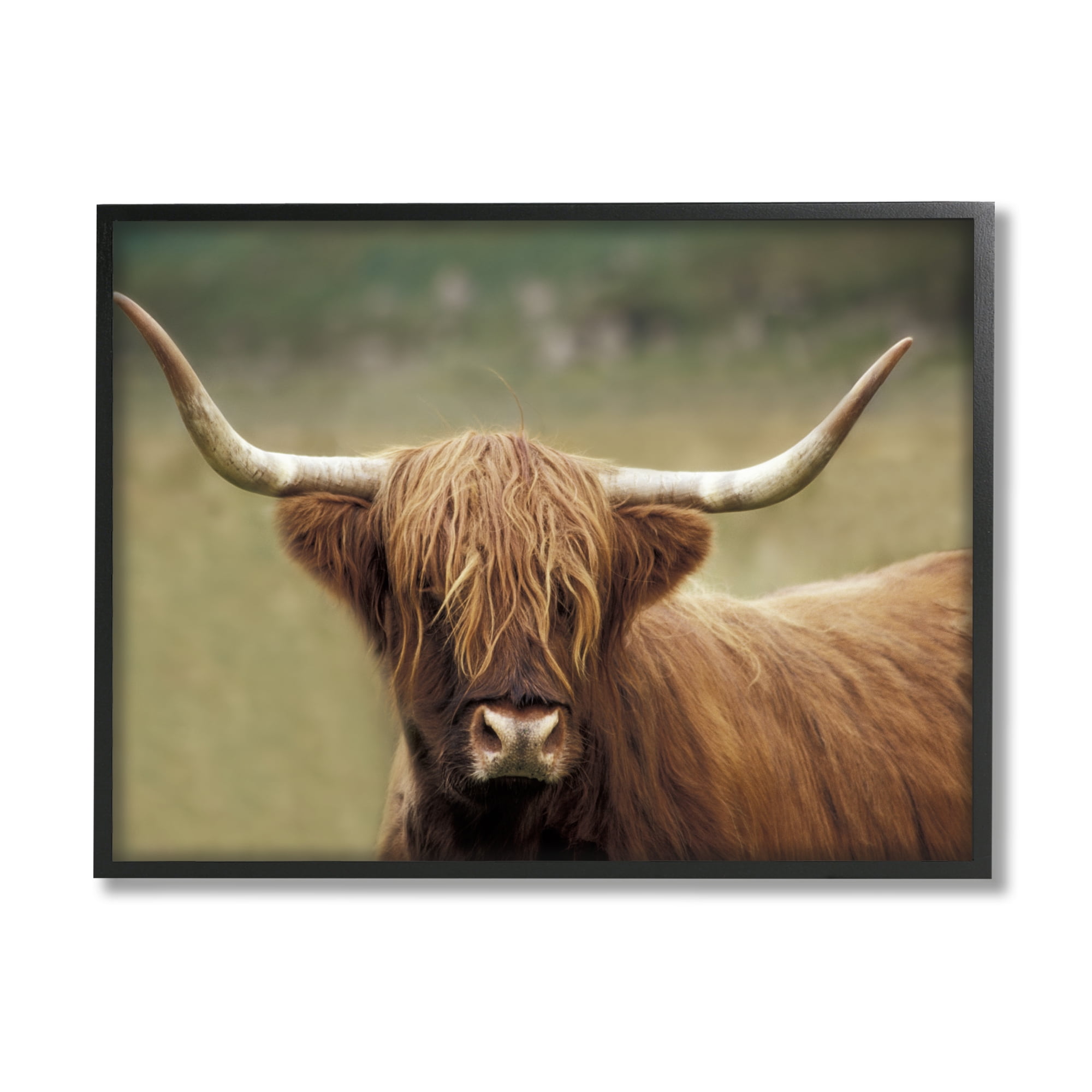 Stupell Industries Highland Cattle Shaggy Hair Country Animal Portrait Photography, 14 x 11, Design by Danita Delimont