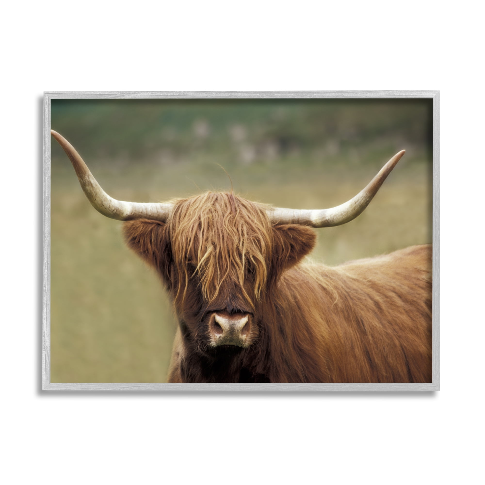 Stupell Industries Highland Cattle Shaggy Hair Country Animal Portrait Photography, 20 x 16, Design by Danita Delimont