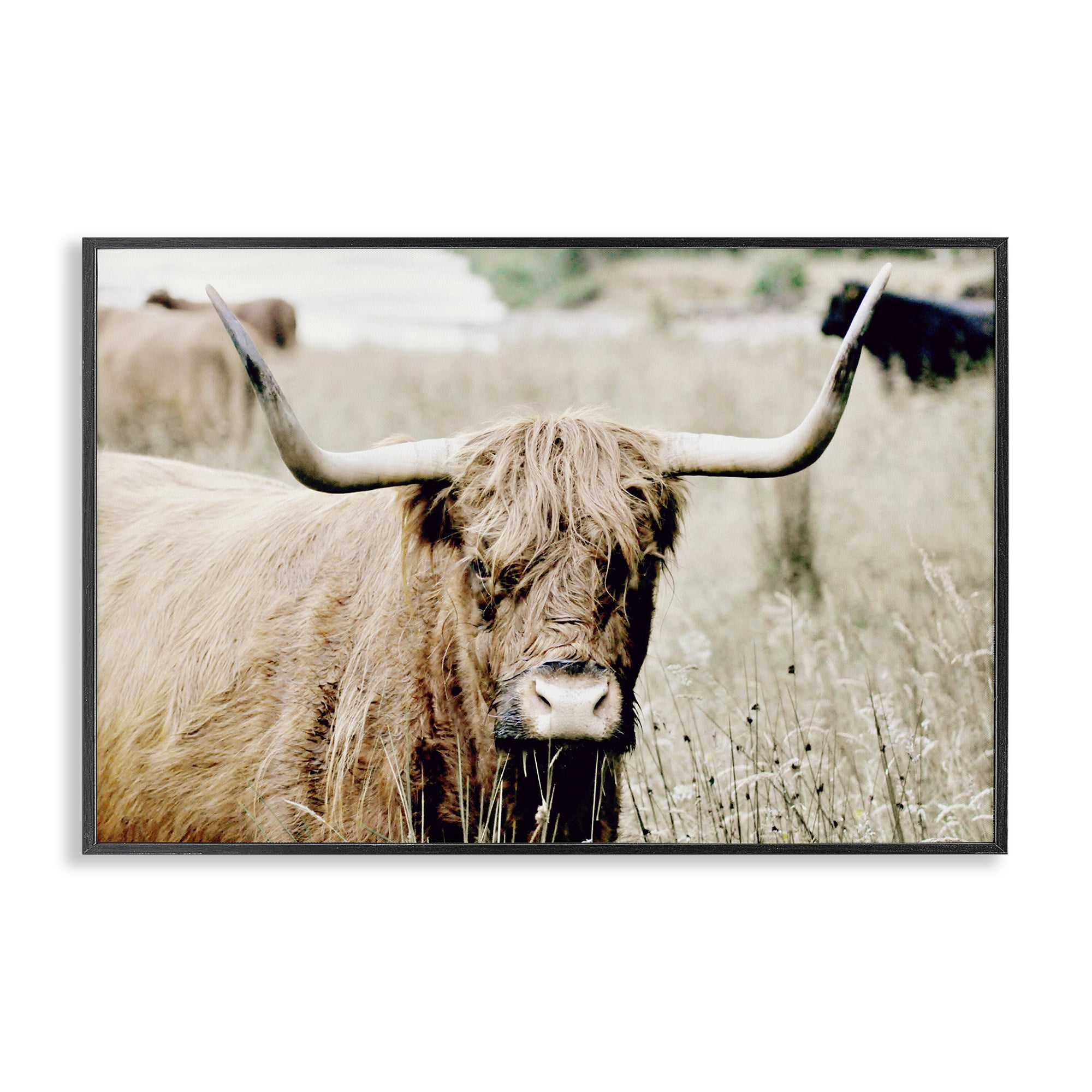 Stupell Industries Highland Cattle in Field Animals & Insects Photography Black Framed Art Print Wall Art, 24 x 16