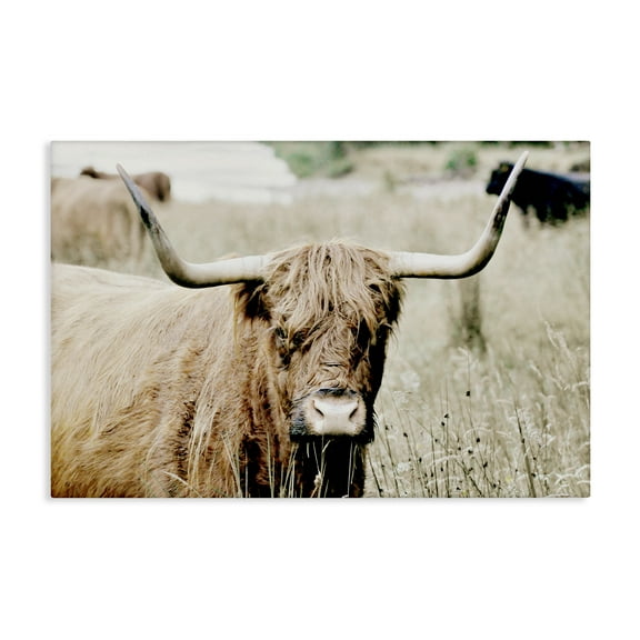 Stupell Industries Highland Cattle in Field Animals & Insects Photography Gallery Wrapped Canvas Art Print Wall Art, 24 x 16