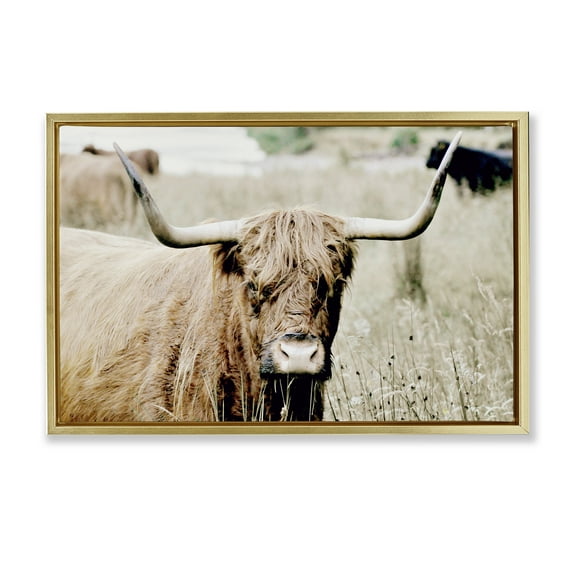 Stupell Industries Highland Cattle in Field Animals & Insects Photography Gold Floater Framed Canvas Art Print Wall Art, 31 x 21