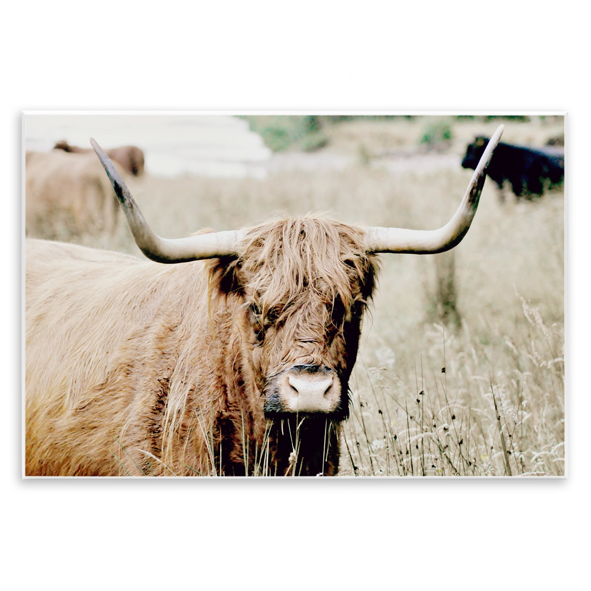 Stupell Industries Highland Cattle in Field Animals & Insects Photography Unframed Art Print Wall Art, 19 x 13