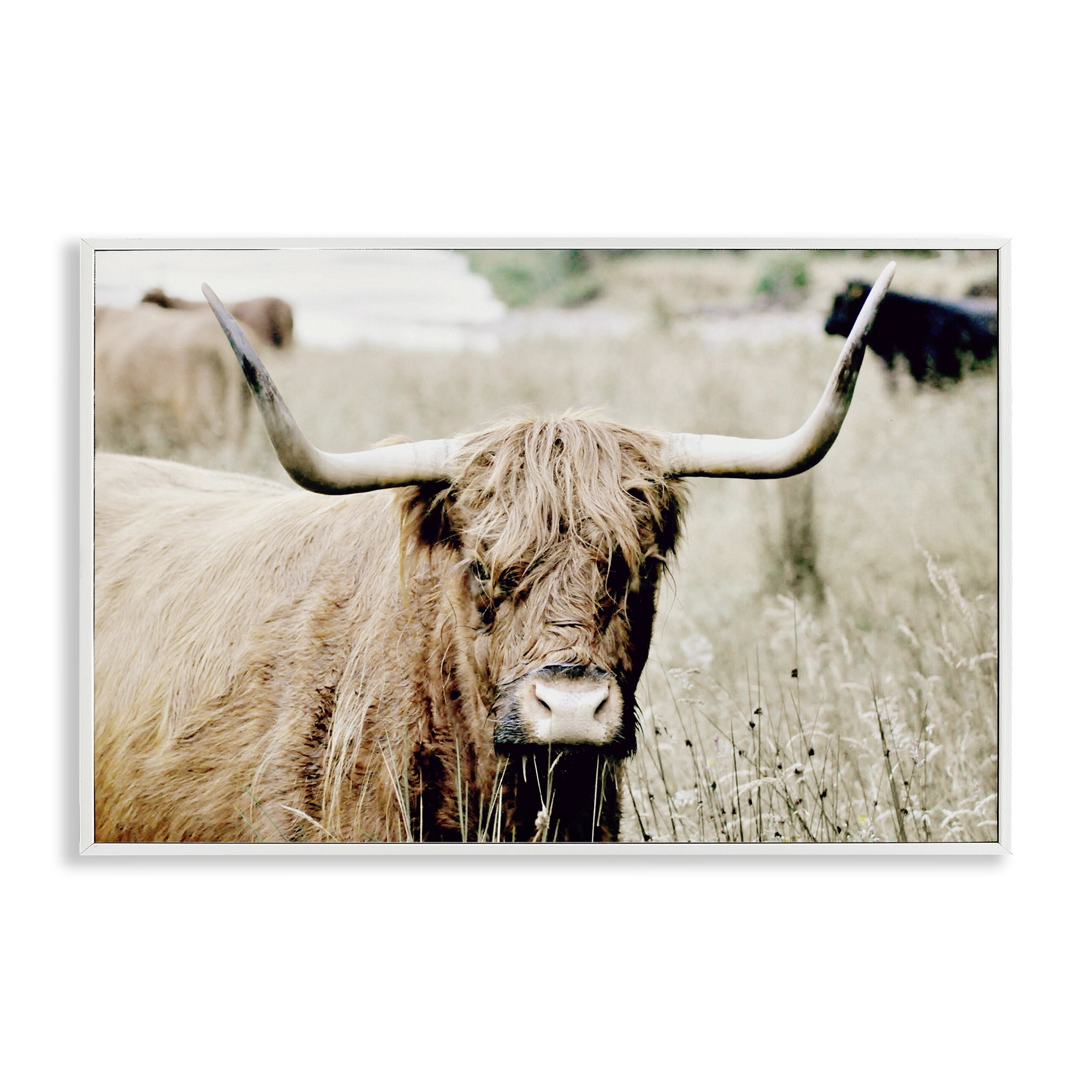 Stupell Industries Highland Cattle in Field Animals & Insects Photography White Framed Art Print Wall Art, 24 x 16