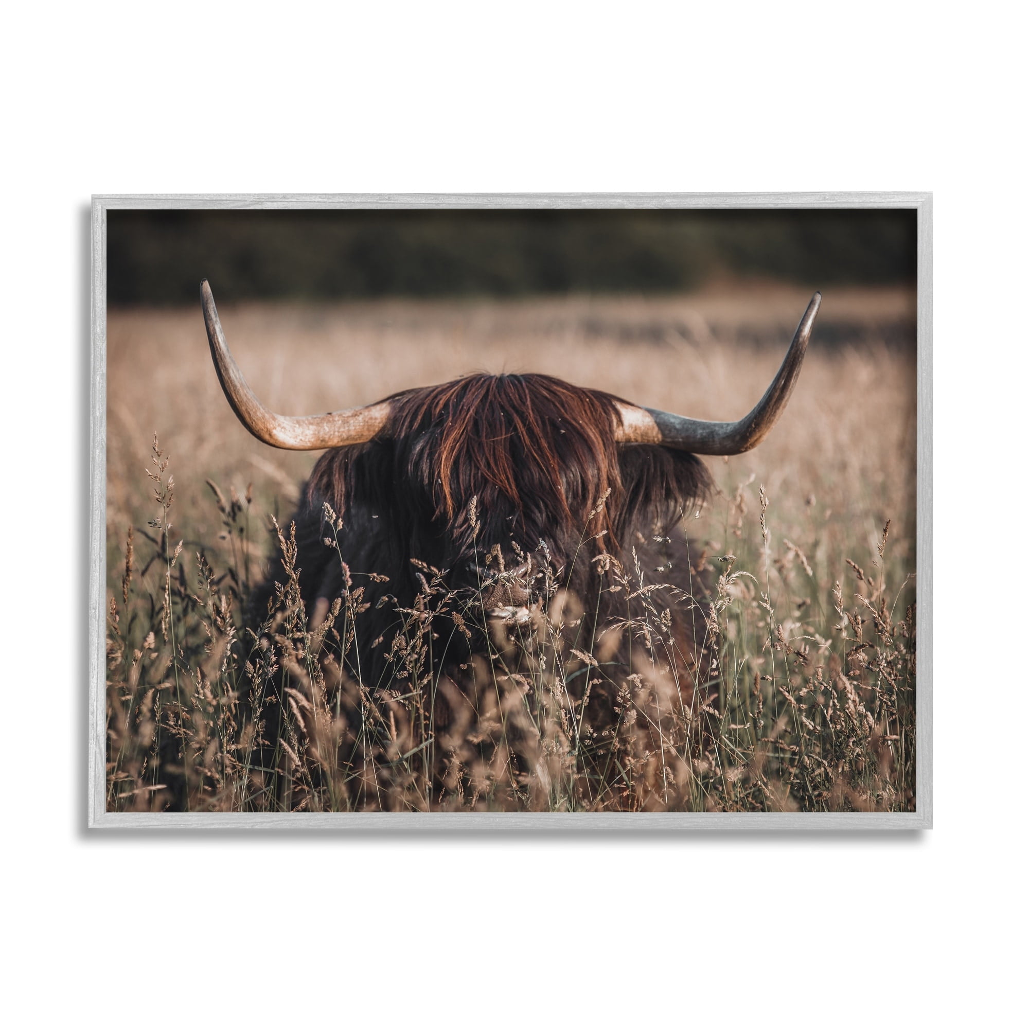 Stupell Industries Highland Cattle in Tall Grass Animals & Insects Photography Gray Framed Art Print Wall Art