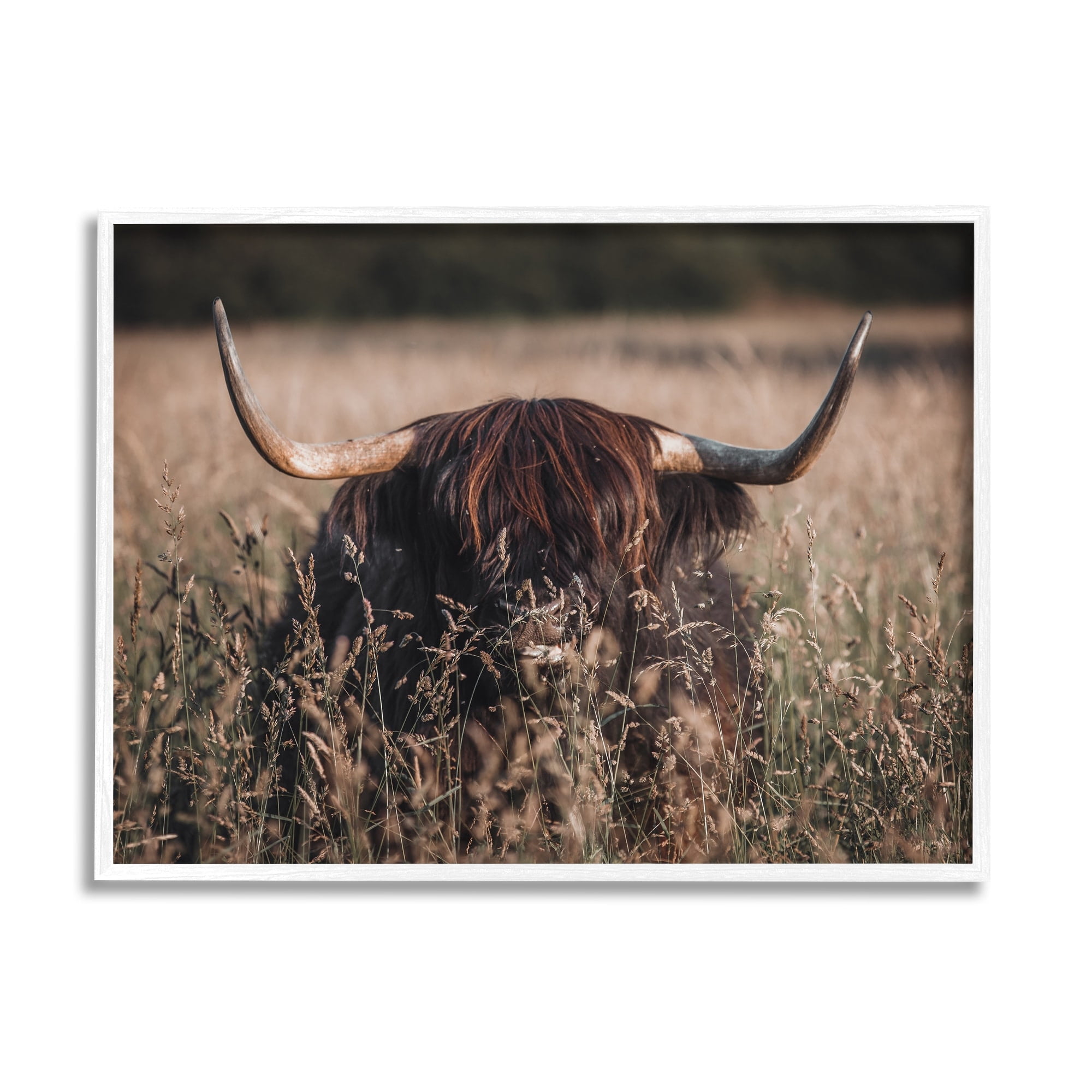 Stupell Industries Highland Cattle in Tall Grass Animals & Insects Photography White Framed Art Print Wall Art