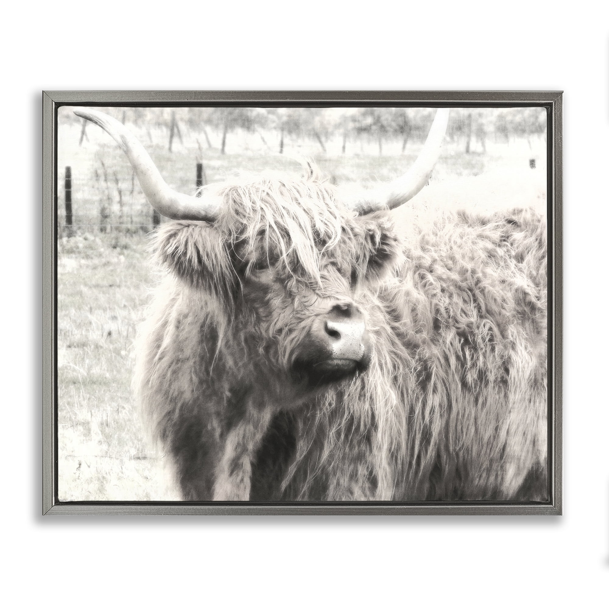 Stupell Industries Highland Cow Gazing Portrait Animals Photography Gray Floater Framed Canvas Art Print Wall Art, 21 x 17
