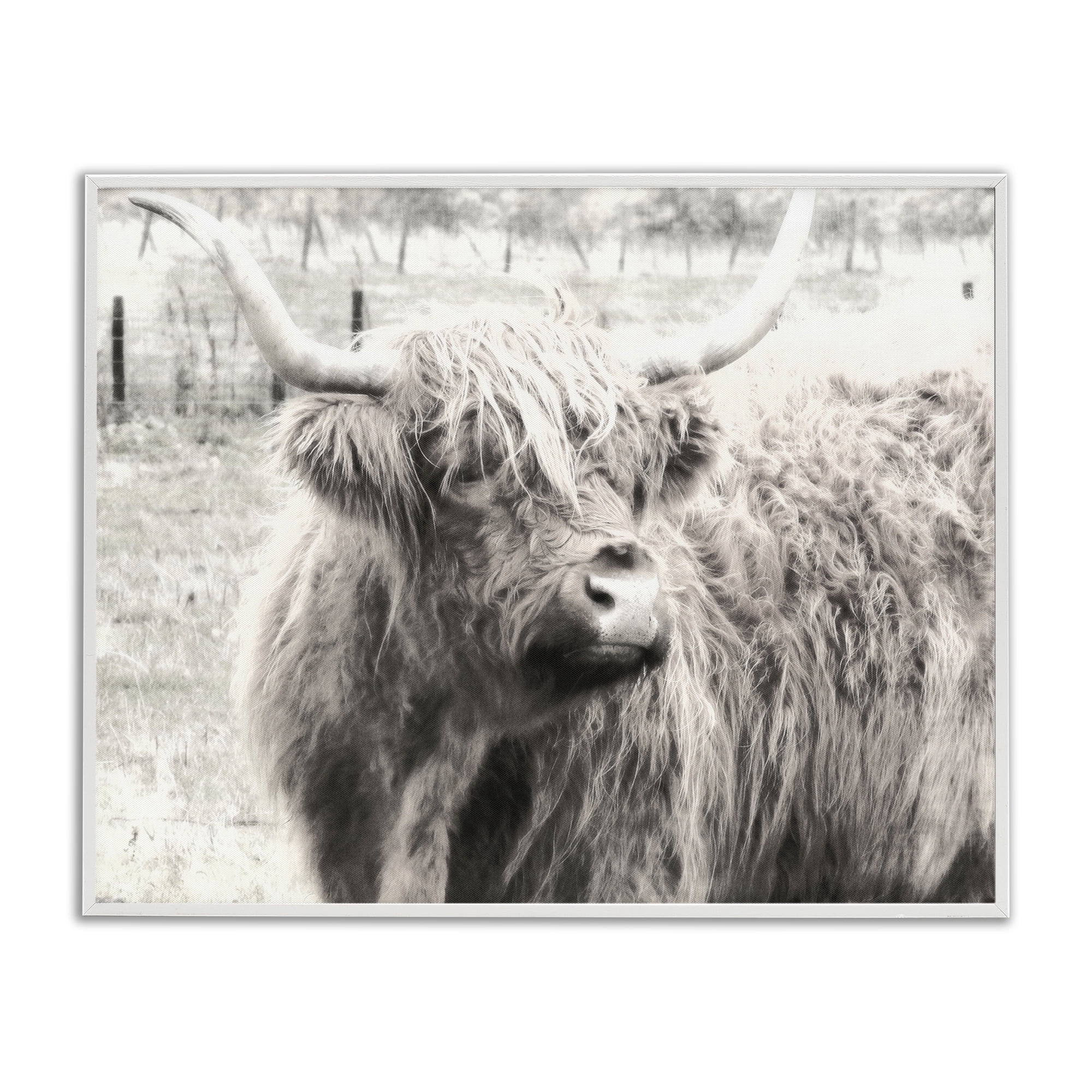 Stupell Industries Highland Cow Gazing Portrait Animals Photography White Framed Art Print Wall Art, 20 x 16