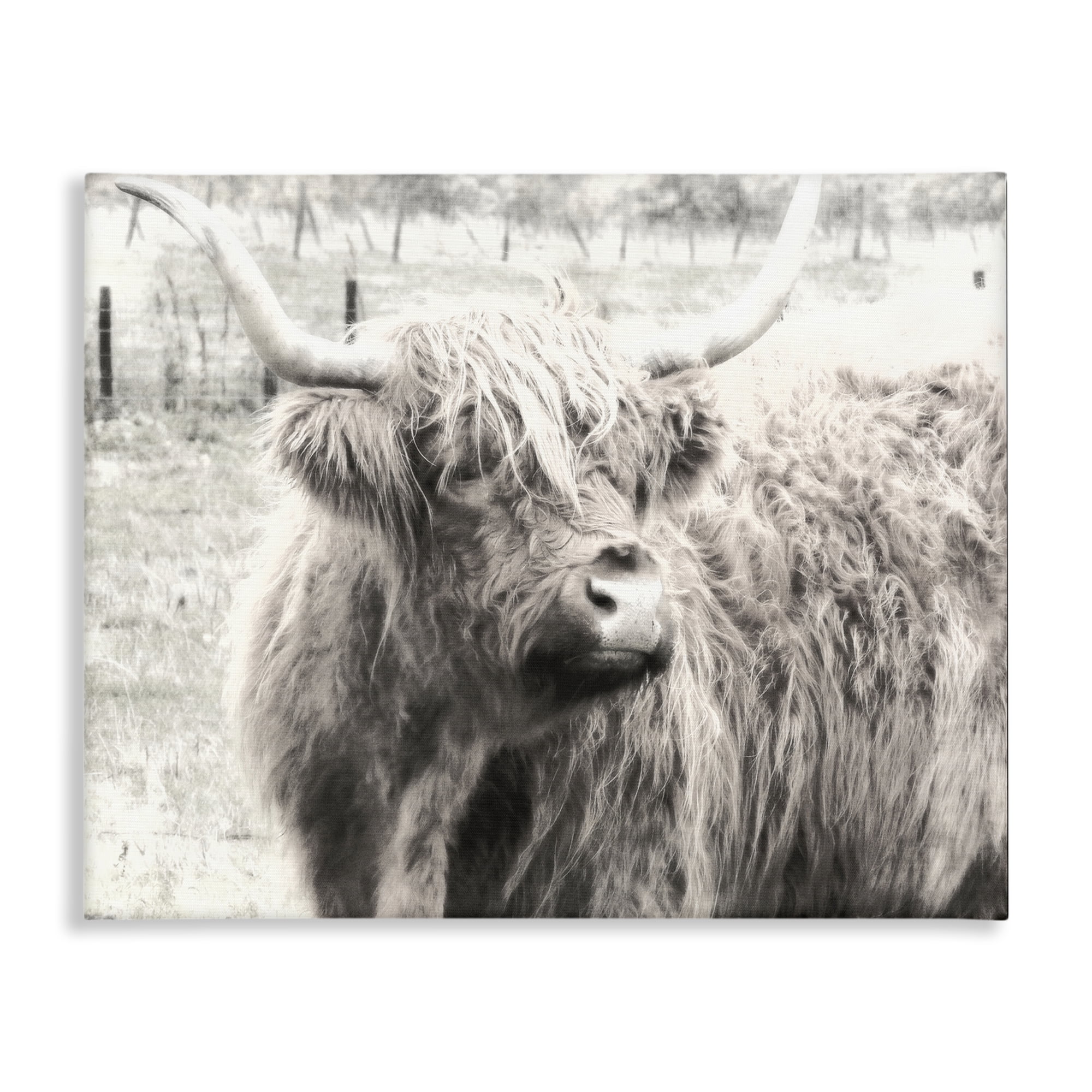 Stupell Industries Highland Cow Gazing Portrait Animals Photography Wrapped Canvas Art Print Wall Art, 20 x 16