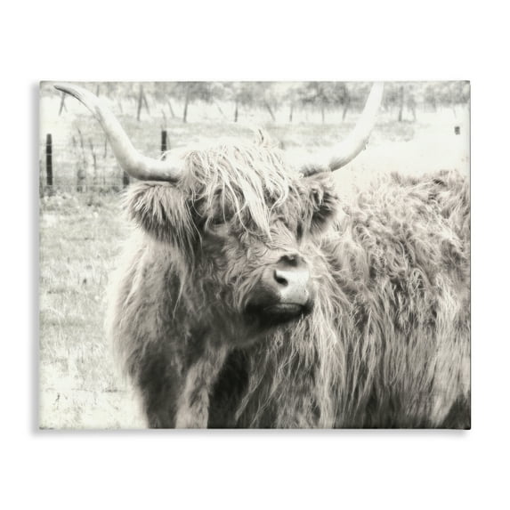 Stupell Industries Highland Cow Gazing Portrait Animals Photography Wrapped Canvas Art Print Wall Art, 48 x 36