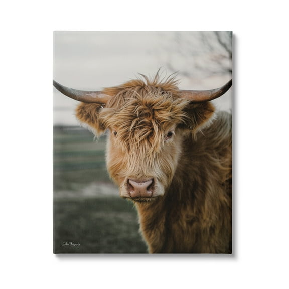 Stupell Industries Highland Cow Photography Animals & Insects Photography Gallery Wrapped Canvas Print Wall Art, 16 x 20