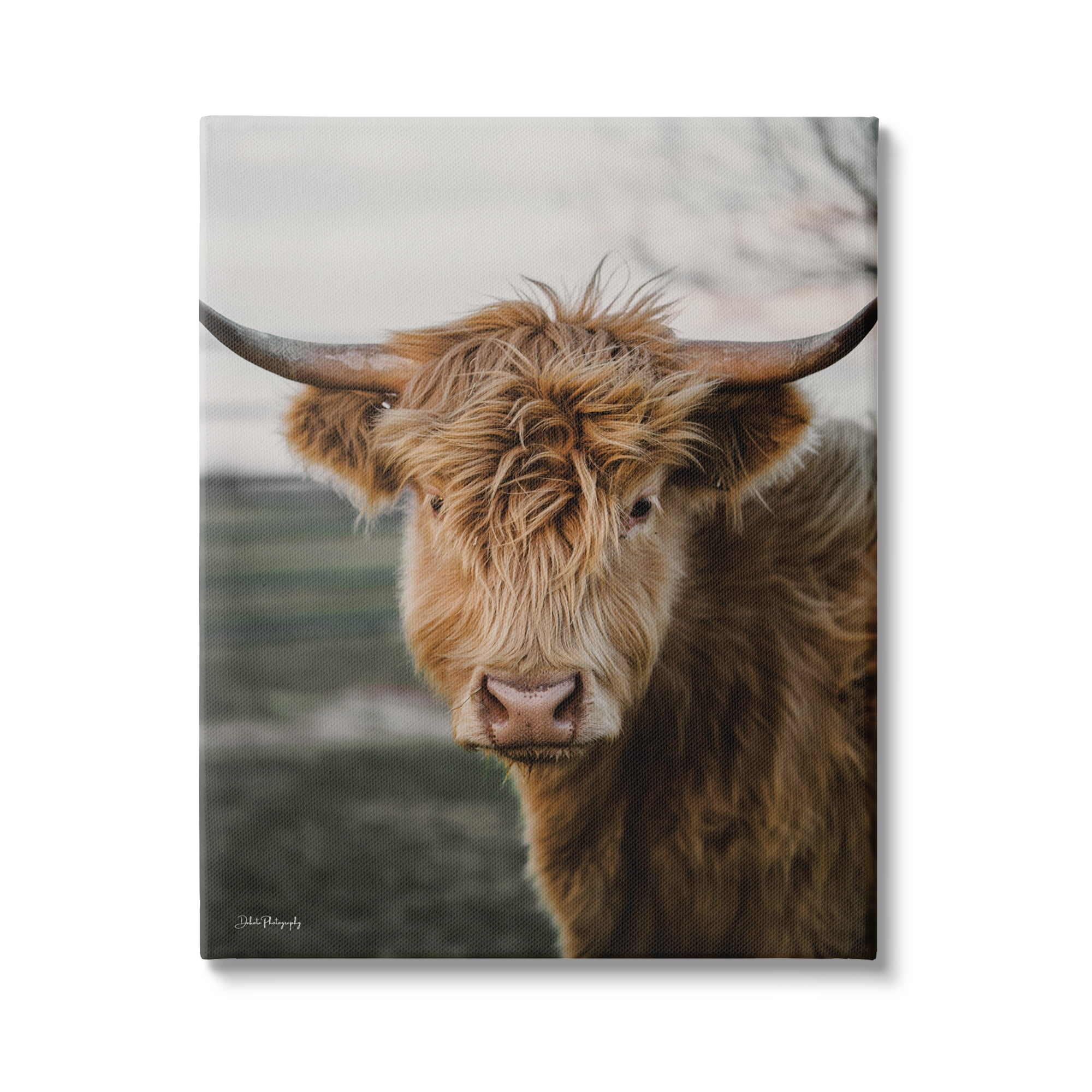 Stupell Industries Highland Cow Photography Animals & Insects Photography Gallery Wrapped Canvas Print Wall Art, 24 x 30