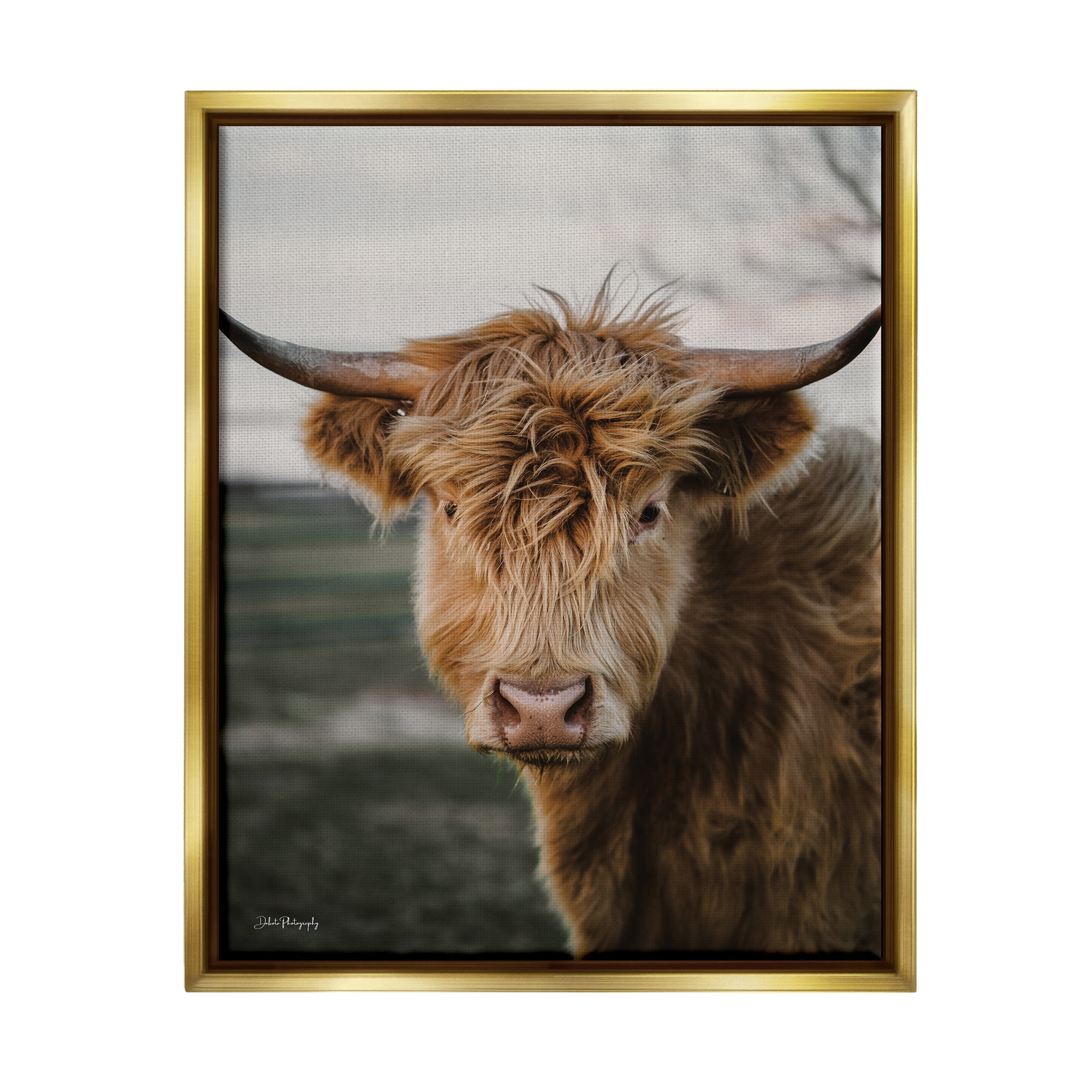 Stupell Industries Highland Cow Photography Animals & Insects Photography Gold Floater Framed Art Print Wall Art, 25 x 31