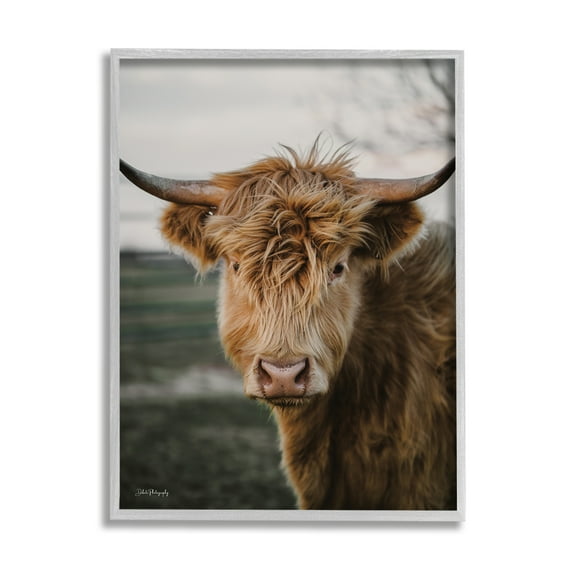 Stupell Industries Highland Cow Photography Animals & Insects Photography Gray Framed Art Print Wall Art, 11 x 14