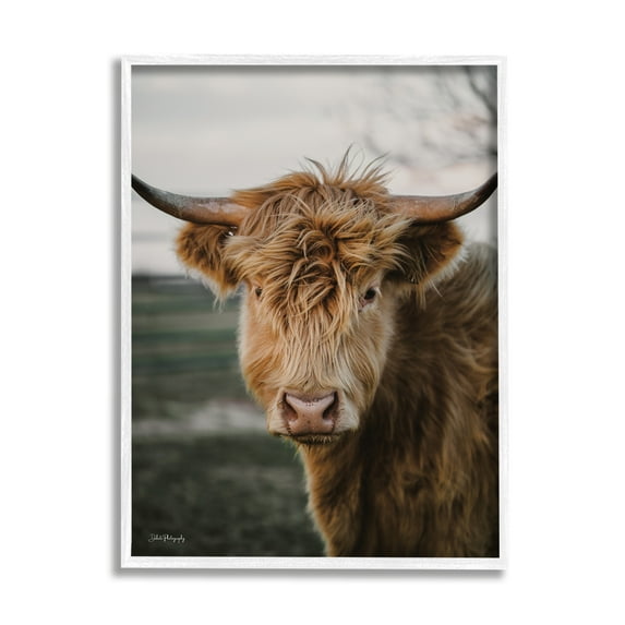 Stupell Industries Highland Cow Photography Animals & Insects Photography White Framed Art Print Wall Art, 11 x 14