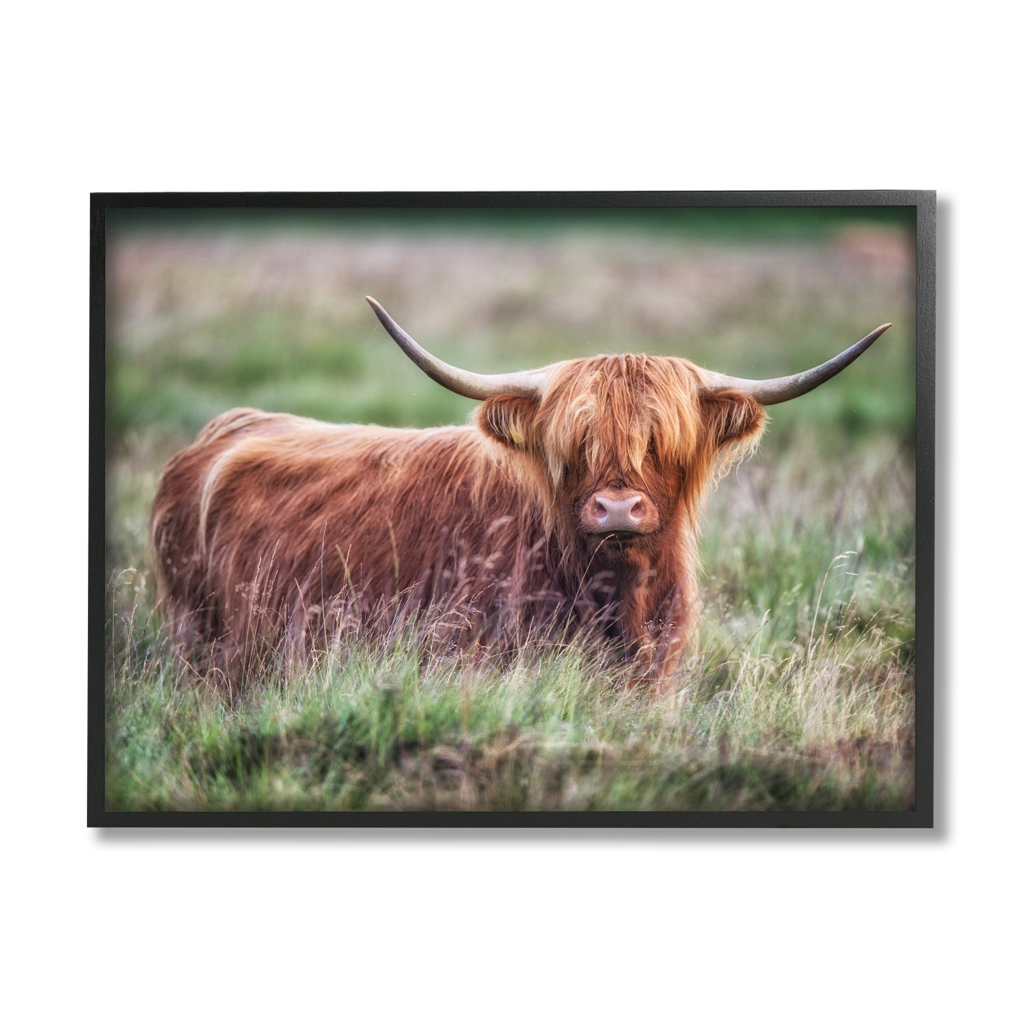 Stupell Industries Highland Longhorn Cattle Grazing Rural Countryside Grassland Photograph Black Framed Art Print Wall Art, Design by James Dobson