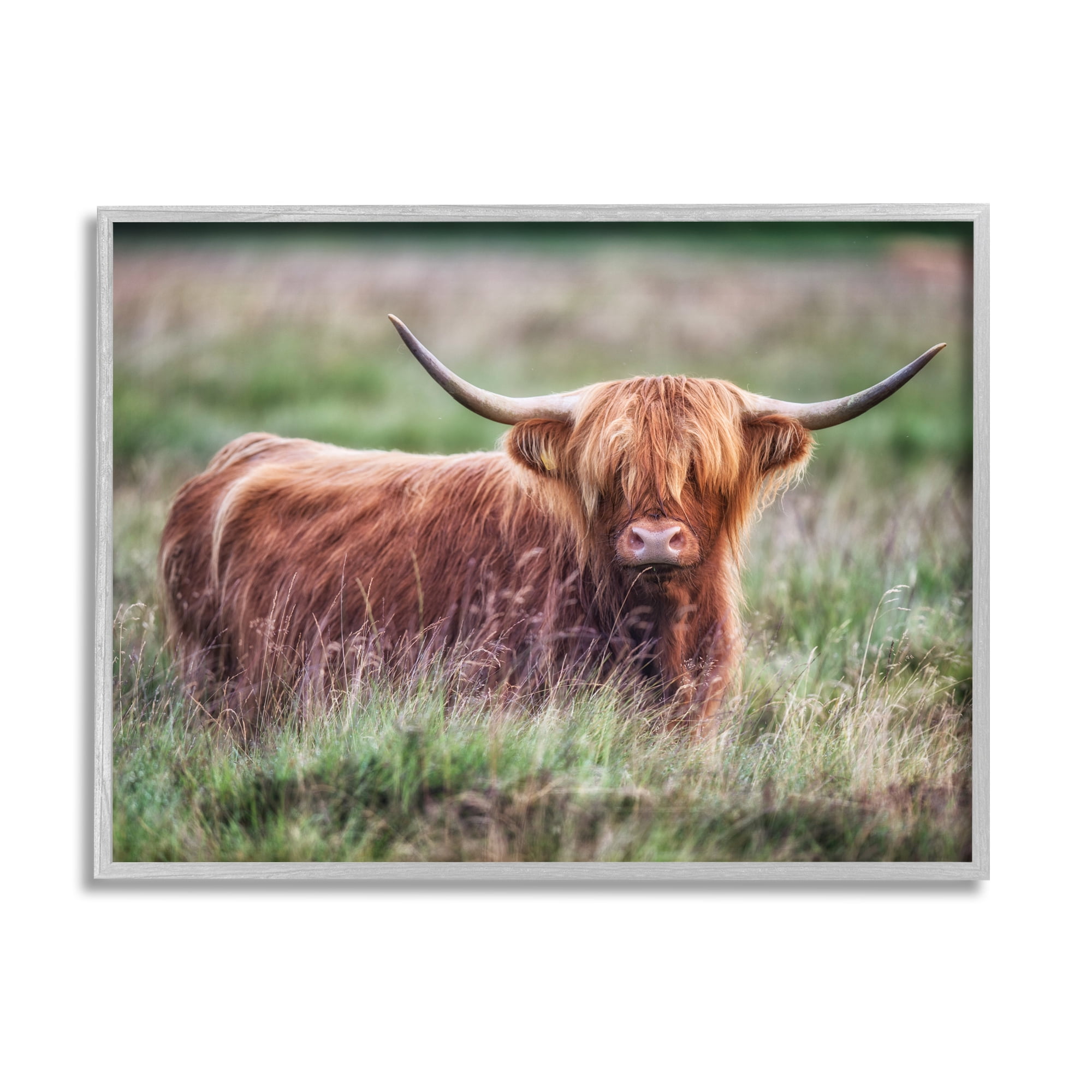 Stupell Industries Highland Longhorn Cattle Grazing Rural Countryside Grassland Photograph Gray Framed Art Print Wall Art, Design by James Dobson