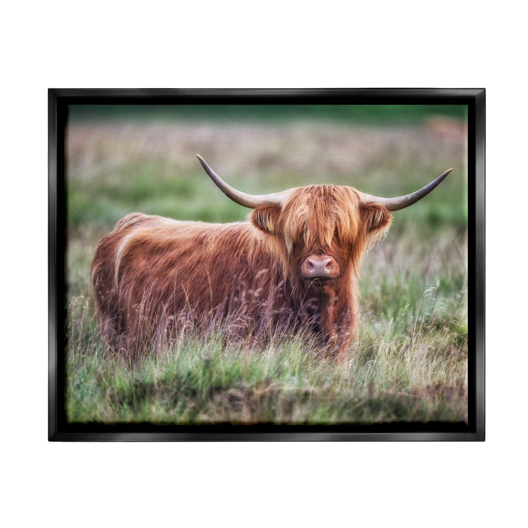 Stupell Industries Highland Longhorn Cattle Grazing Rural Countryside Grassland Photograph Jet Black Floating Framed Canvas Print Wall Art, Design by James Dobson