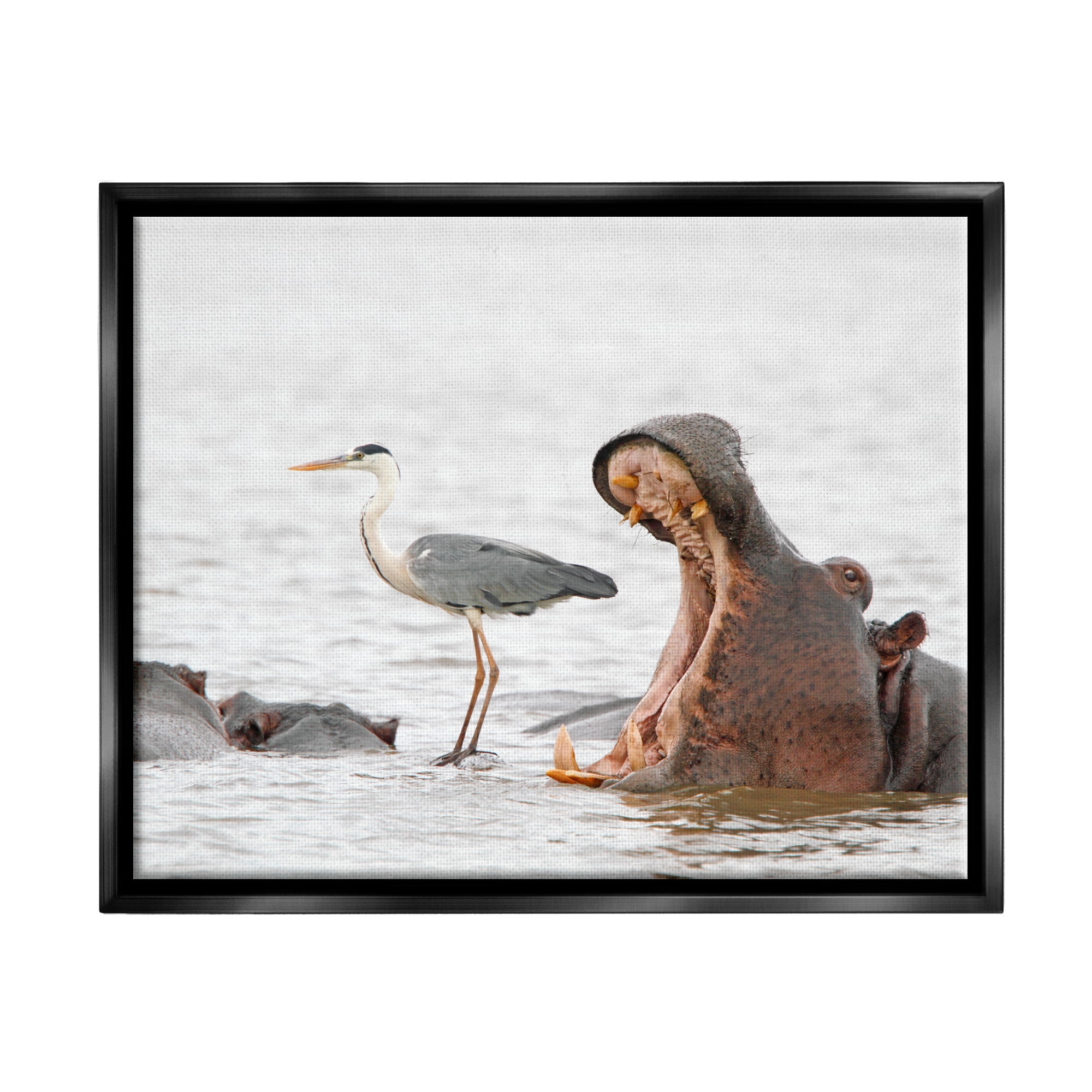 Stupell Industries Hippo & Heron Photography Animals & Insects Photography Black Floater Framed Canvas Art Print Wall Art, 21 x 17