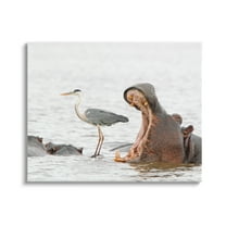 Stupell Industries Hippo & Heron Photography Animals & Insects Photography Gallery Wrapped Canvas Art Print Wall Art, 20 x 16